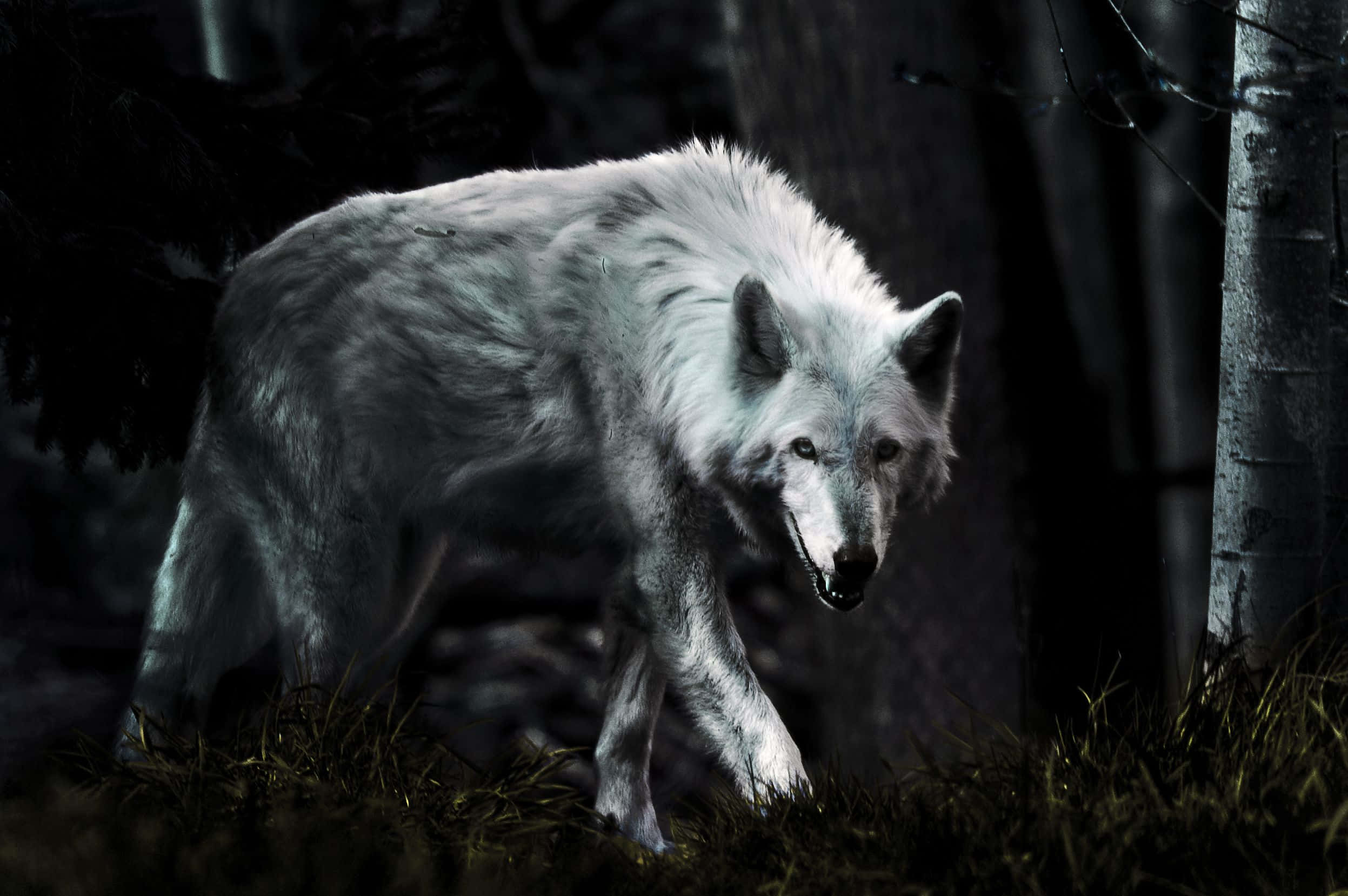 Lone Wolf 桌布 壁紙 — 一隻白狼在黑暗的森林中潛行，眼睛發光，露出鋒利的牙齒，在昏暗的光線下。