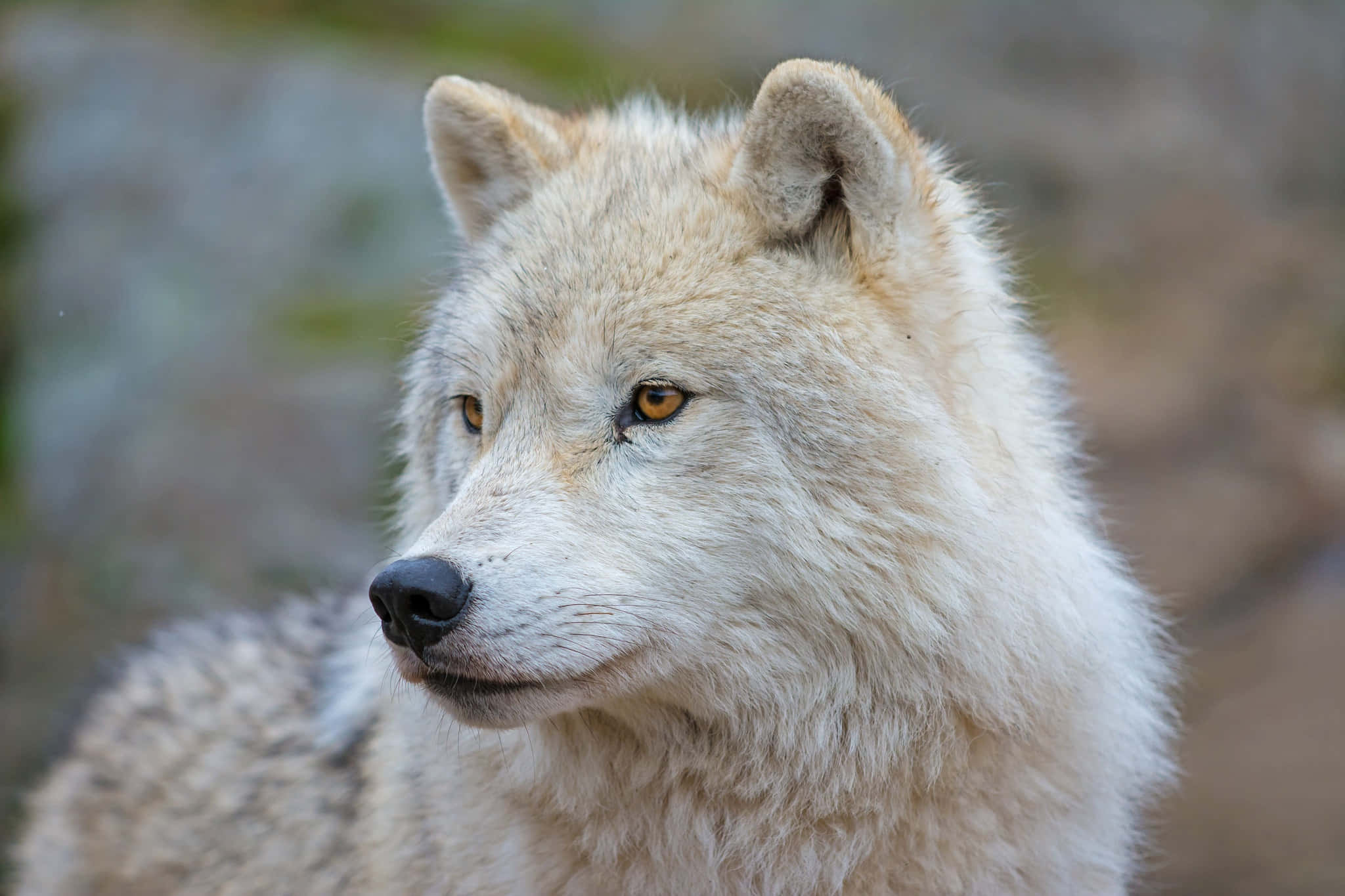 Arctic Wolf 桌布 壁紙 — 一隻白狼的近距離特寫，琥珀色的眼睛在模糊的自然背景下平靜地凝視。