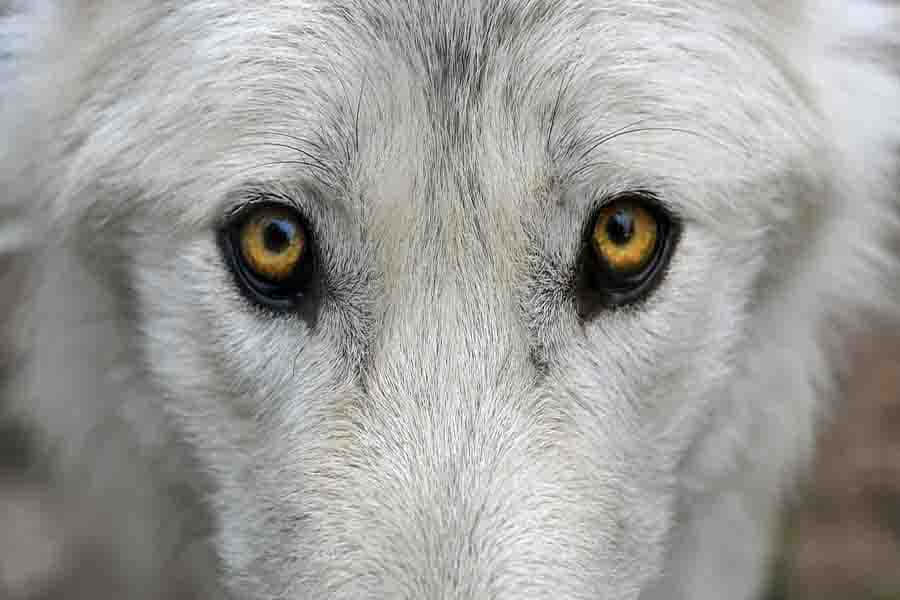 Wolf Eyes 桌布 壁紙 — 一隻白狼銳利的琥珀色眼睛和紋理皮毛的強烈特寫。