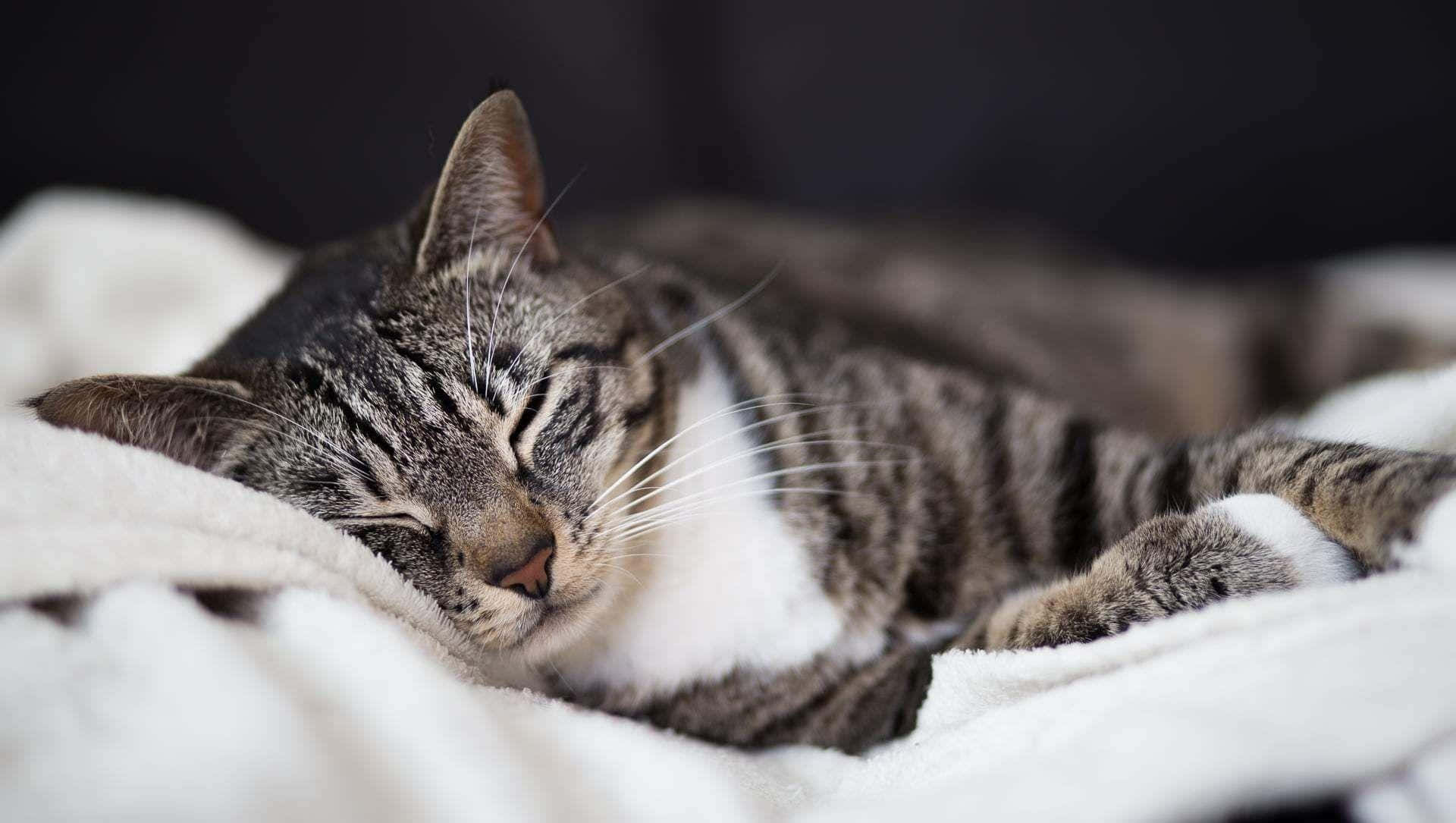 Tabby Cat 桌布 壁紙 — 一隻白胸嘅虎斑貓喺柔軟嘅白色毛氈上安詳咁瞓覺，背景係暗色模糊嘅。