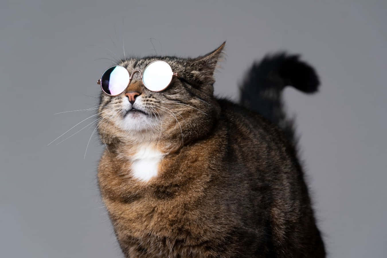 Cool Cat 桌布 壁紙 — 一隻白胸虎斑貓戴著圓形太陽眼鏡，在純灰色背景下向上看。