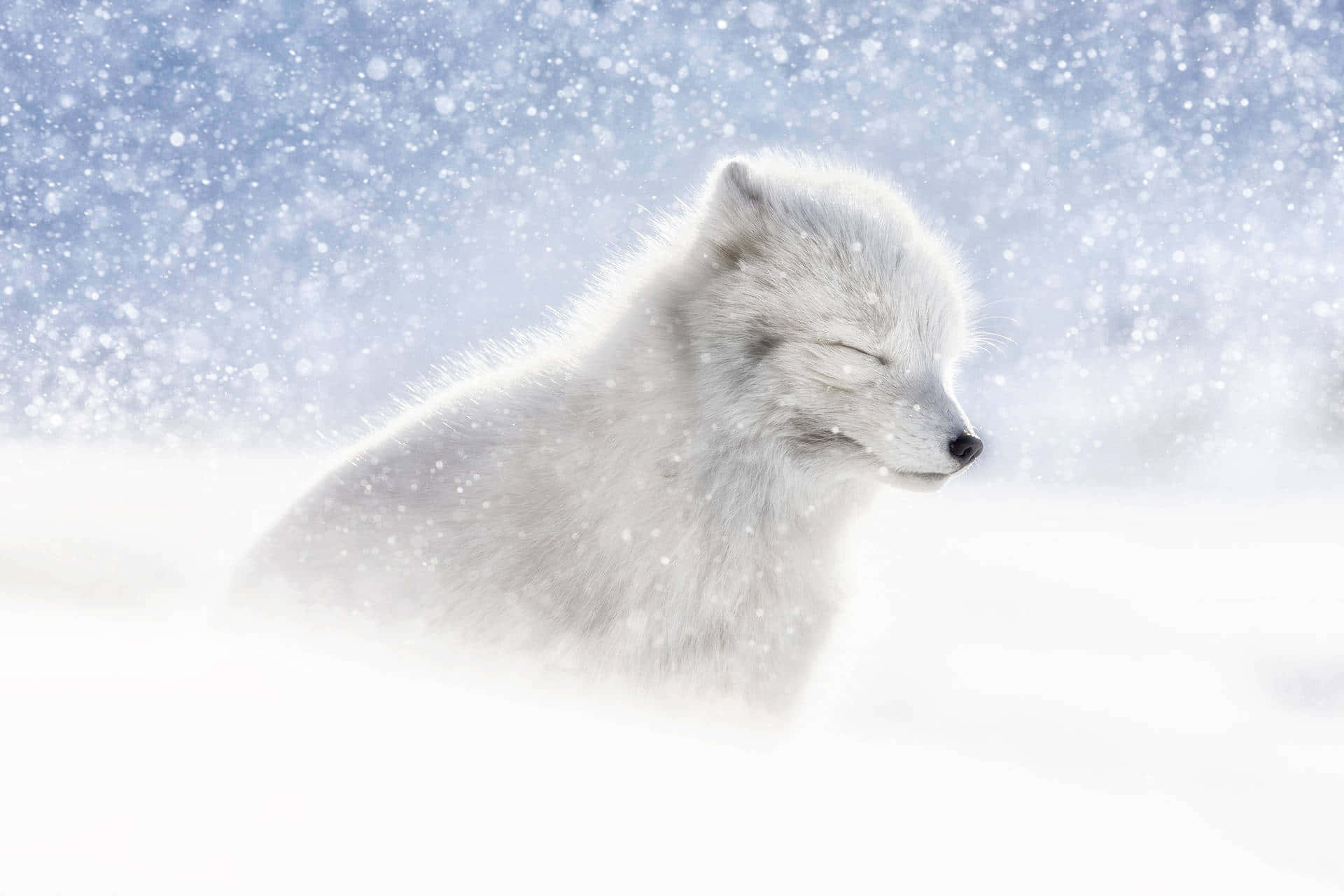 一隻白狐在冬季飄雪中睡覺。