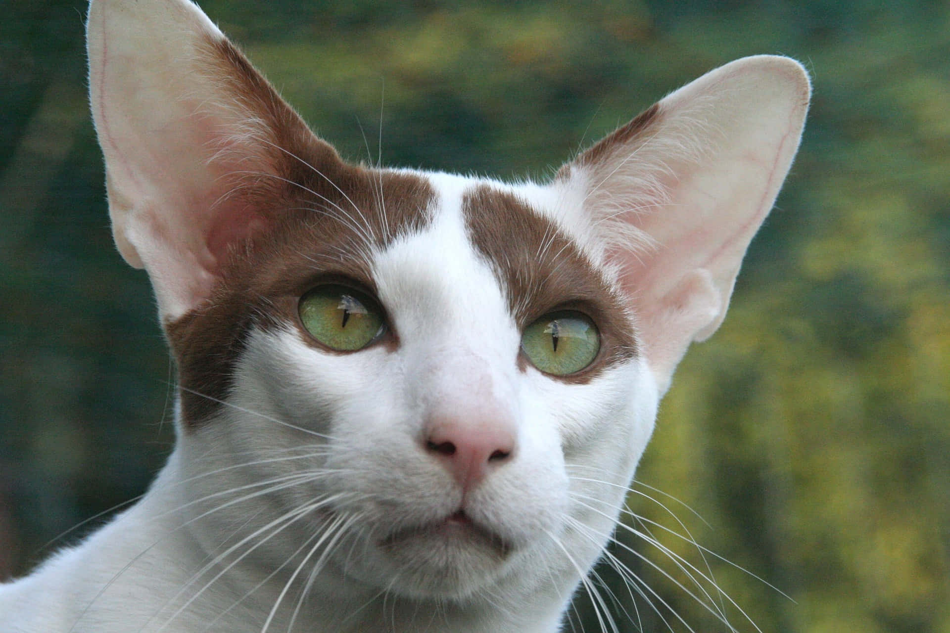 Oriental Shorthair 桌布 壁紙 — 一隻白色和棕色貓咪的特寫，擁有引人注目的綠色眼睛，在模糊的綠色背景下專注地凝視。