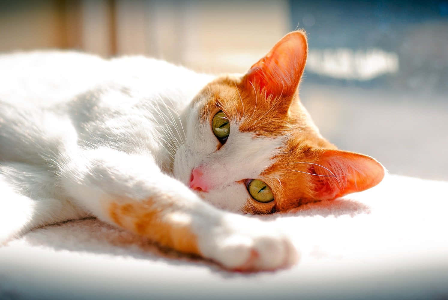 Japanese Bobtail 桌布 壁紙 — 一隻白色和橙色的虎斑貓在明亮的陽光下休息，引人注目的綠色眼睛平靜地凝視著鏡頭。