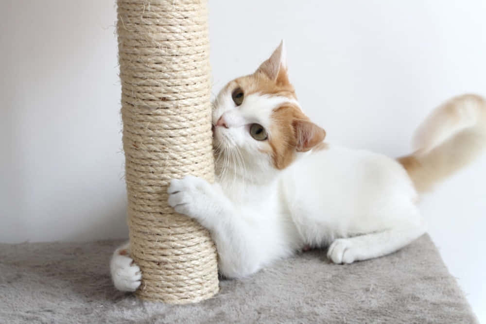 Cat Scratching Post 桌布 壁紙 — 一隻白色和薑黃色的貓咪躺在一根高大的劍麻抓柱旁邊，灰色地毯上，背景是純白色的牆壁。