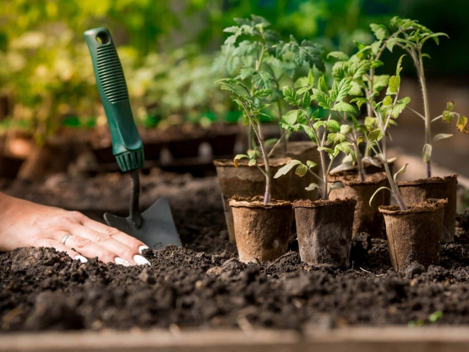 Compost 桌布 壁紙 — 一隻白色指甲的手輕輕觸碰肥沃土壤，旁邊是種在可生物降解花盆中的年輕番茄幼苗，附近有一把綠色小鏟子。