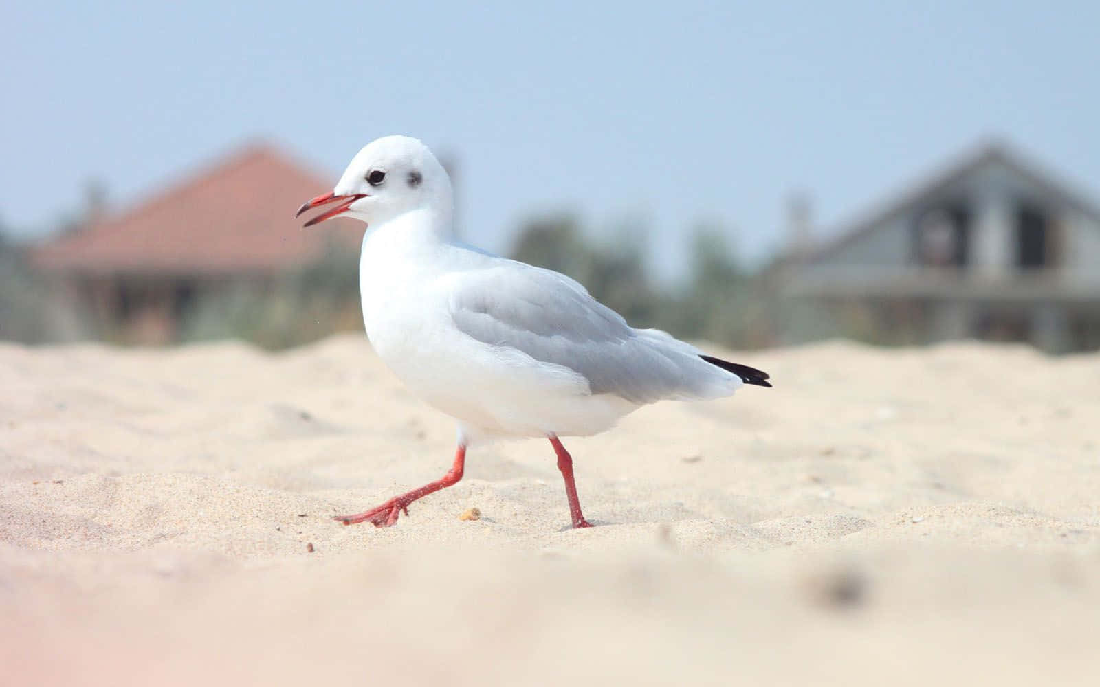 Seagull 桌布 壁紙 — 一隻白色海鷗，紅腳紅喙，自信地走在陽光普照的沙灘上，背景是模糊的海邊房屋。