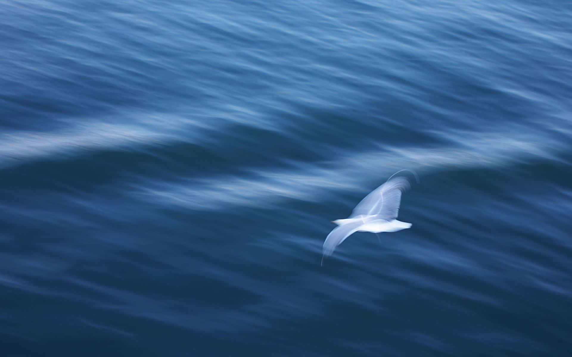 Seagull 桌布 壁紙 — 一隻白色海鷗在深藍色海浪上優雅地滑翔，動態模糊傳達了速度與自由。