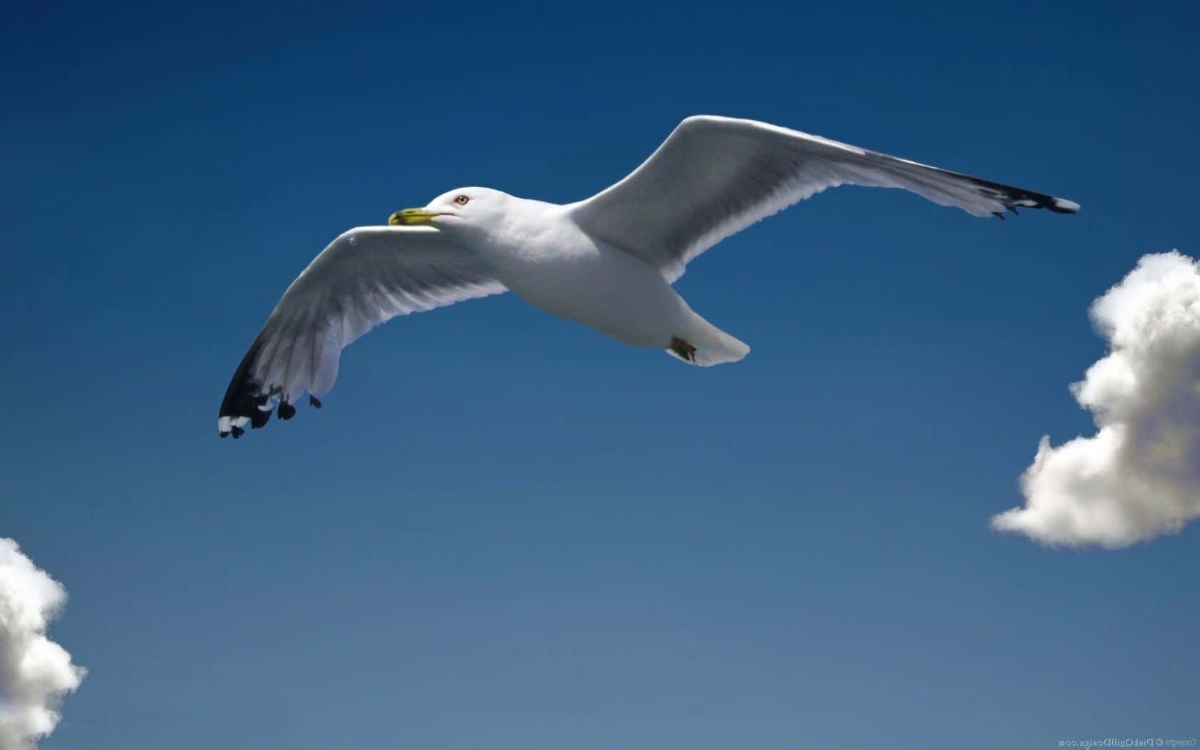Seagull 桌布 壁紙 — 一隻白色海鷗在蔚藍的天空中優雅地翱翔，天空中飄著蓬鬆的白雲。