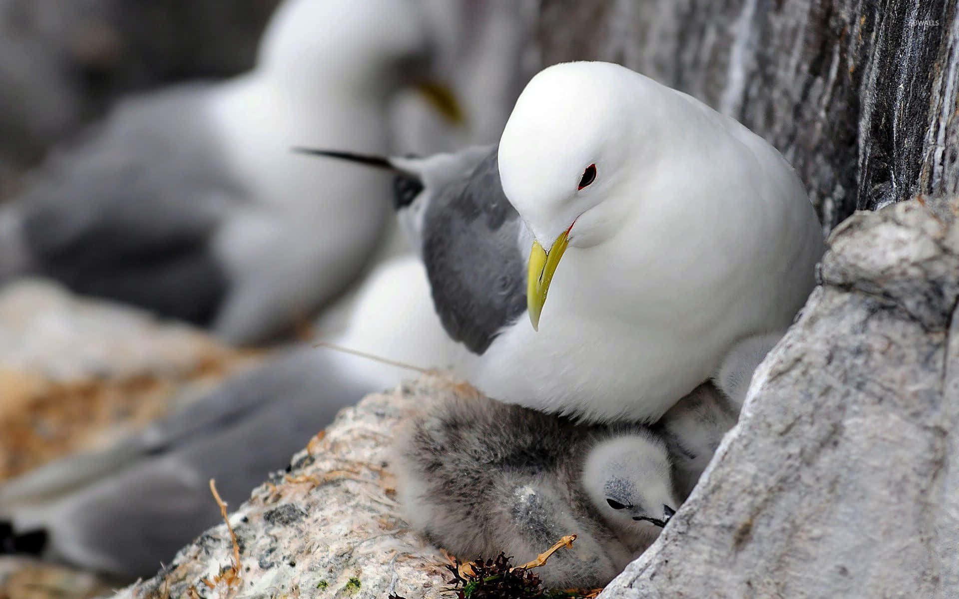 Seagull 桌布 壁紙 — 一隻白色海鷗溫柔地庇護著牠們擠在岩石縫中的毛茸茸灰色雛鳥。