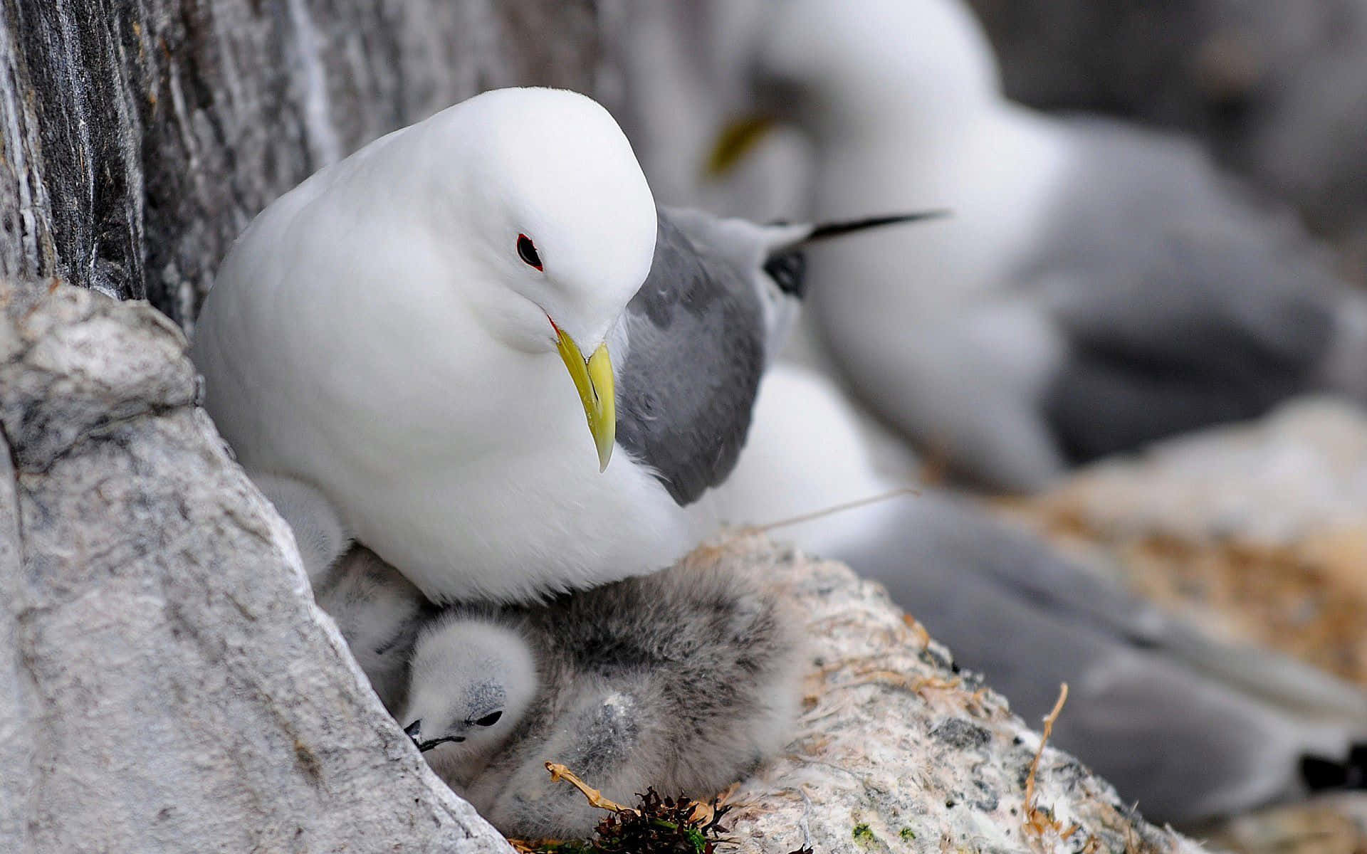 Seagull 桌布 壁紙 — 一隻白色海鷗溫柔地庇護著牠那毛茸茸的灰色雛鳥，雛鳥蜷縮在崎嶇的灰色岩石之間。