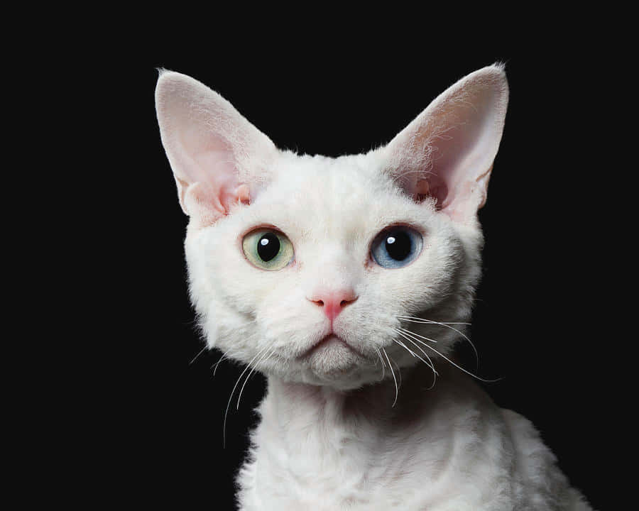 Devon Rex 桌布 壁紙 — 一隻白色無毛貓，擁有異色瞳，在純黑背景下直視鏡頭。