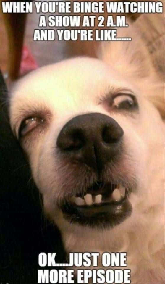 Pet Memes 桌布 壁紙 — 一隻白色狗嘅特寫，佢對眼好大，露出牙齒，好專注咁望住鏡頭，好似喺度求緊俾佢睇多一集。
