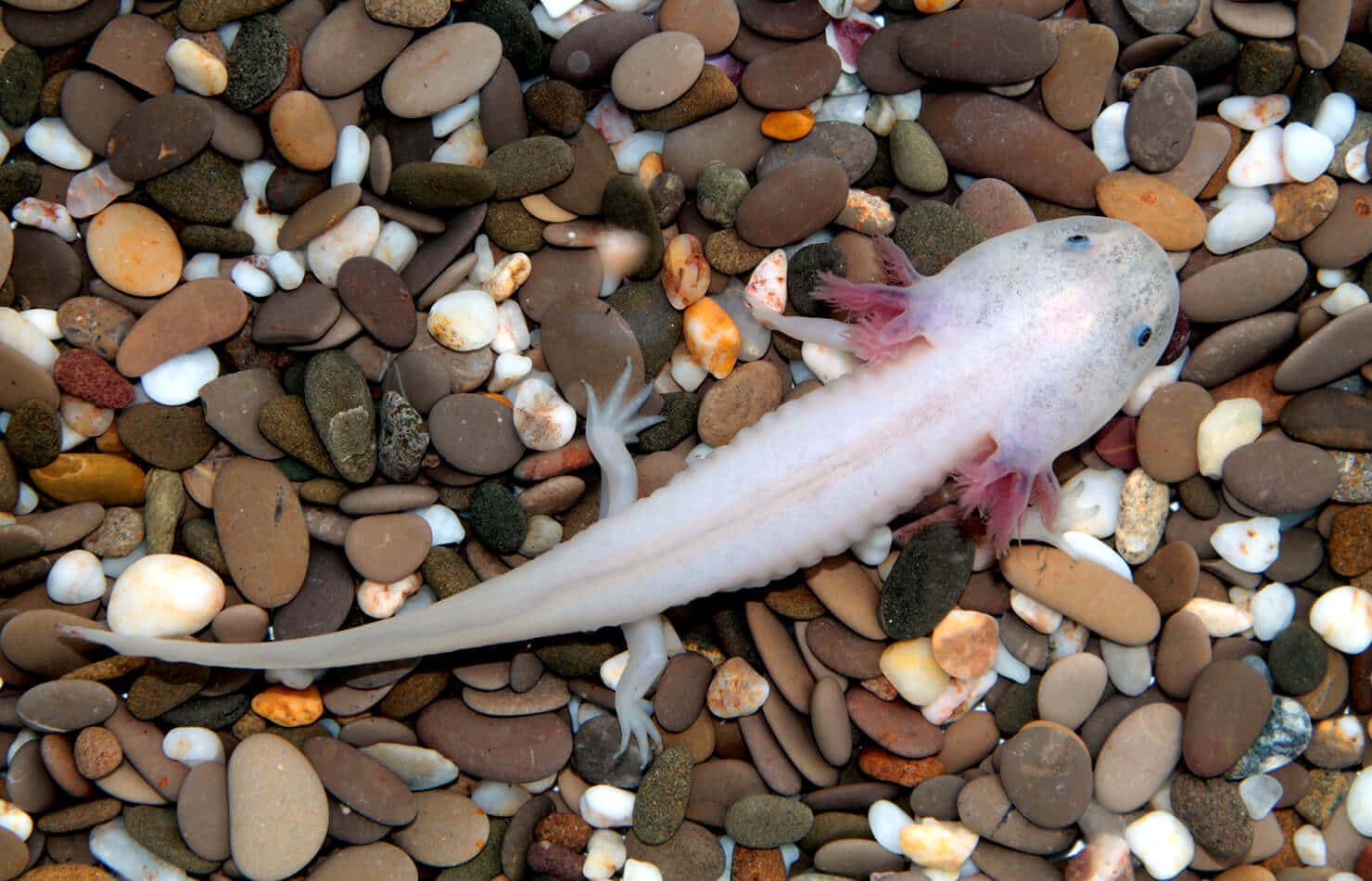 一隻白色的 axolotl 伏在碎石床上 壁紙