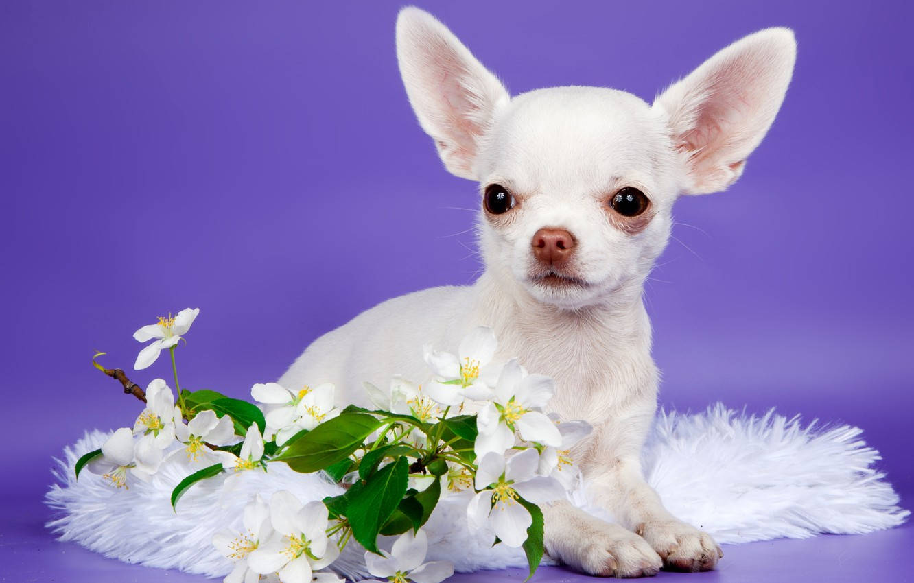 Chihuahua 桌布 壁紙 — 一隻白色芝娃娃幼犬，耳朵很大，坐在一個毛茸茸的白色墊子上，旁邊有一枝白色花朵，背景是鮮豔的紫色。