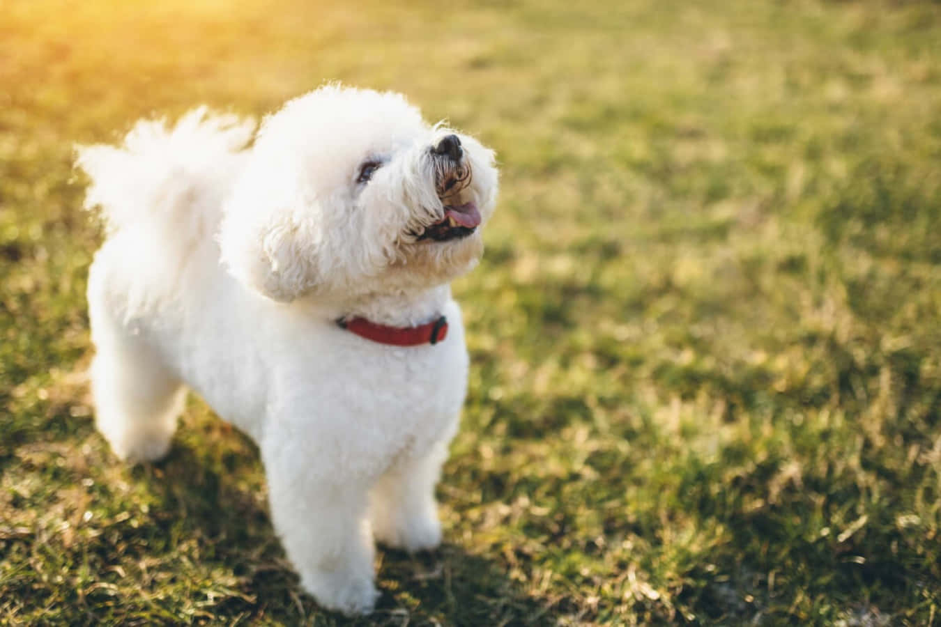 毛茸茸的白色比熊犬戴著紅色項圈在草地上曬太陽