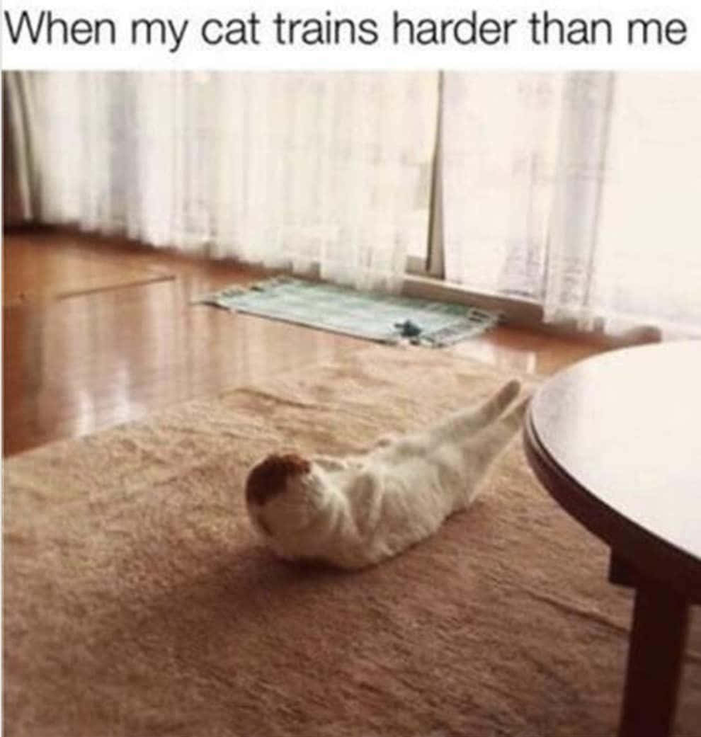 Pet Memes 桌布 壁紙 — 一隻白色貓咪，頭部棕色，伸展身體躺在米色地毯上，房間陽光充足，有薄紗窗簾和木地板。