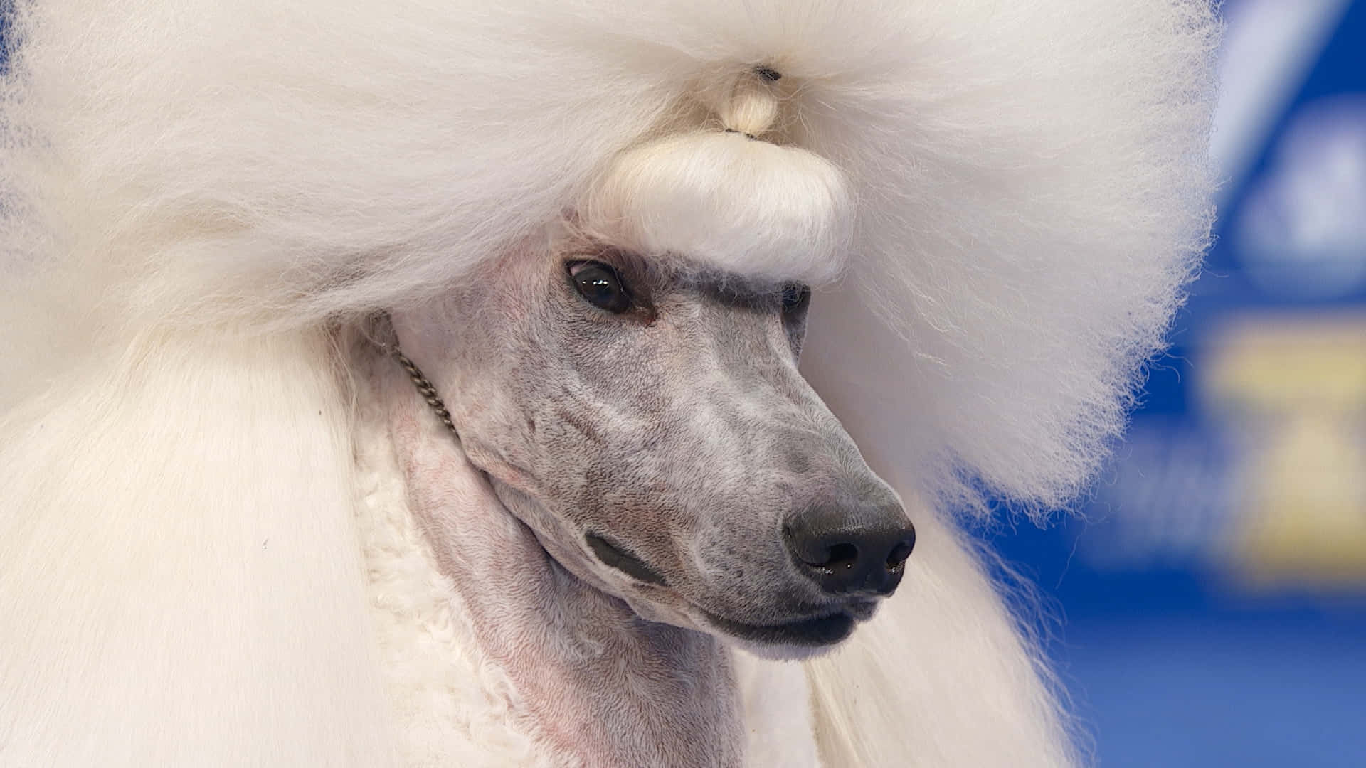 Poodle 桌布 壁紙 — 一隻白色貴賓犬，有著戲劇性的蓬鬆髮型和龐巴度風格的頂髻，平靜地凝視著鏡頭。