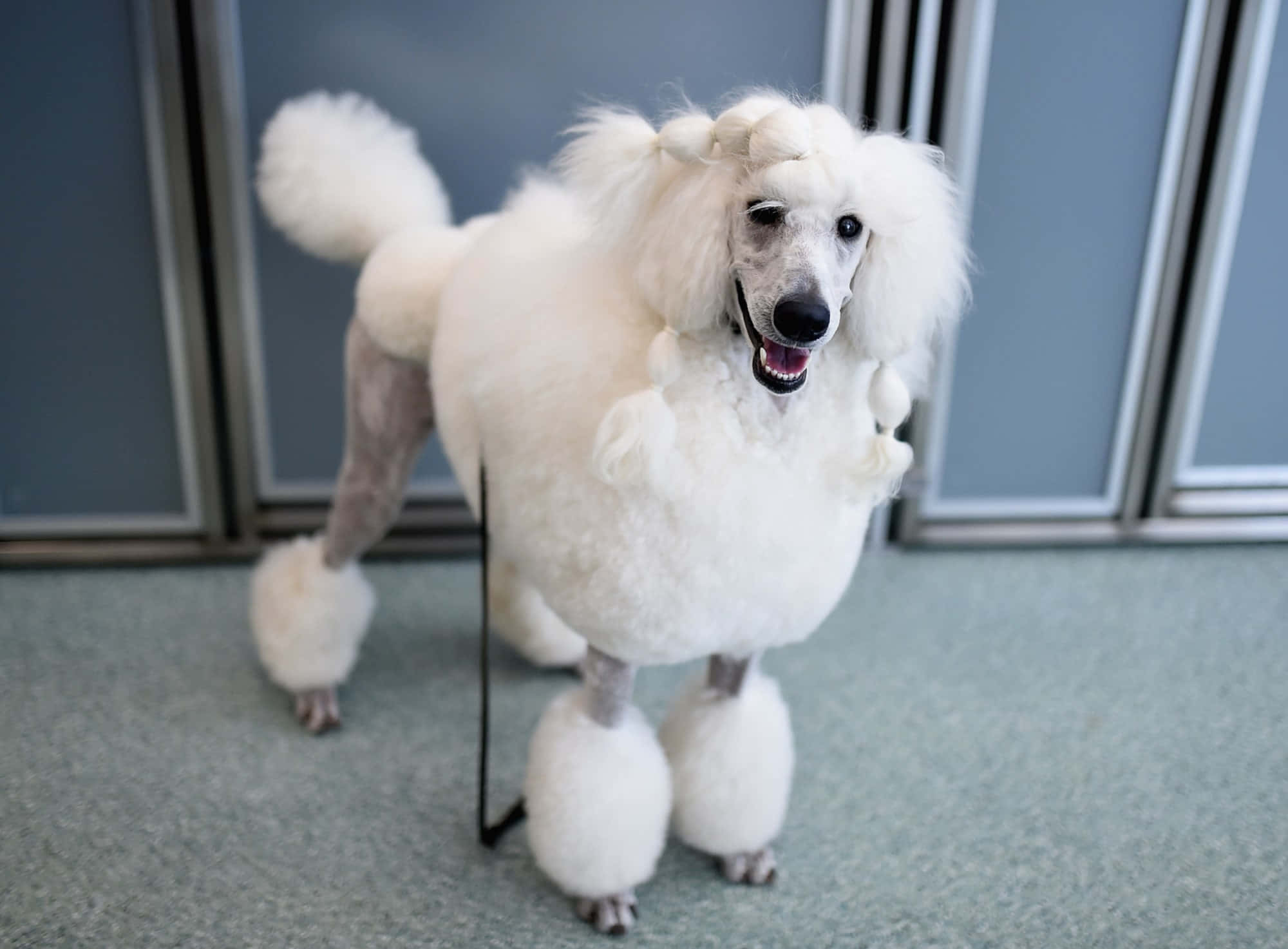 Poodle 桌布 壁紙 — 一隻白色貴賓犬，有著蓬鬆的絨球腿和愉快表情，站在室內的架子上。