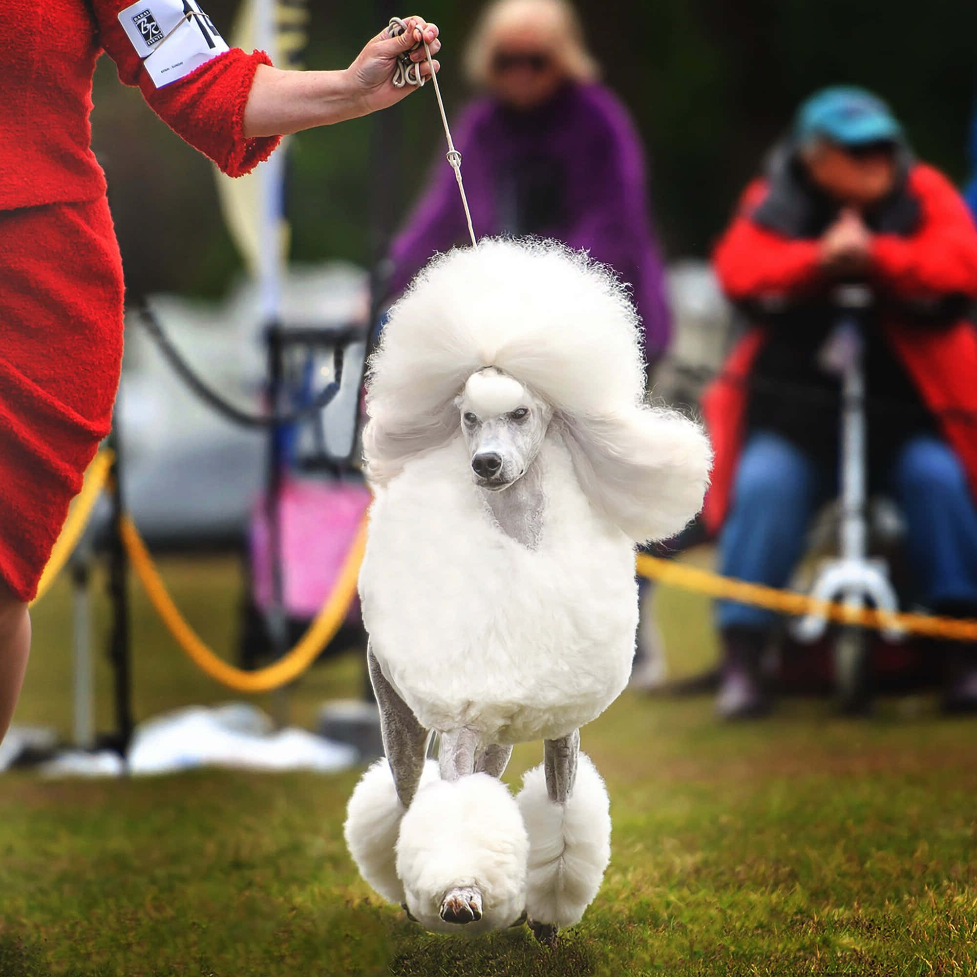 Poodle 桌布 壁紙 — 一隻白色貴賓犬帶著豐盈蓬鬆的髮型，在戶外狗展的草地上自信地行走。