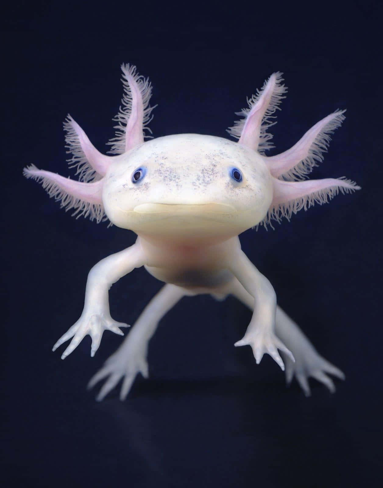 一隻白色長腿長尾的 axolotl 壁紙