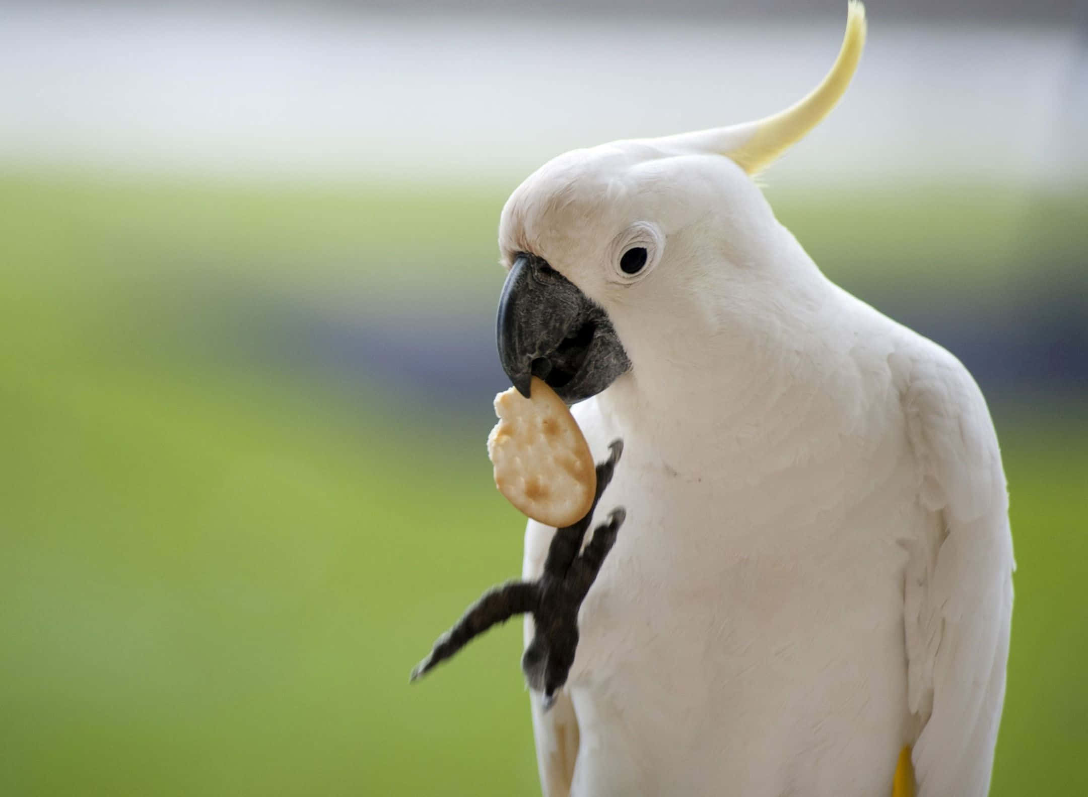 parrot 桌布 壁紙 — 一隻白色鳳頭鸚鵡特寫，有黃色冠羽，喙中叼著圓形餅乾，背景是模糊的綠色。