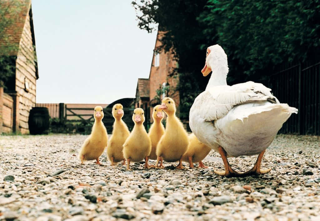 Farm Animal 桌布 壁紙 — 一隻白色鴨媽媽帶領著黃色小鴨，穿過鄉村木屋和綠樹之間的碎石路。