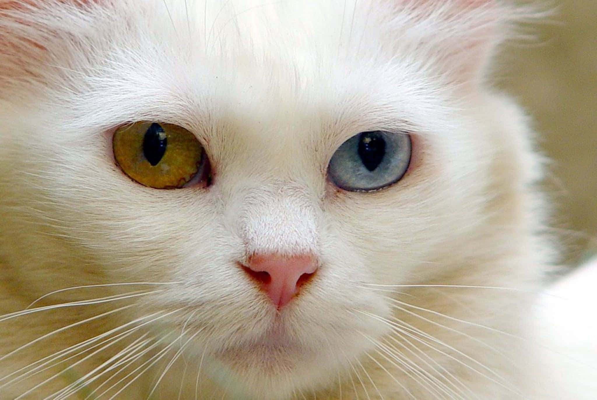 Turkish Angora 桌布 壁紙 — 一隻白貓的特寫，有一隻琥珀色和一隻藍色的眼睛，直視鏡頭。