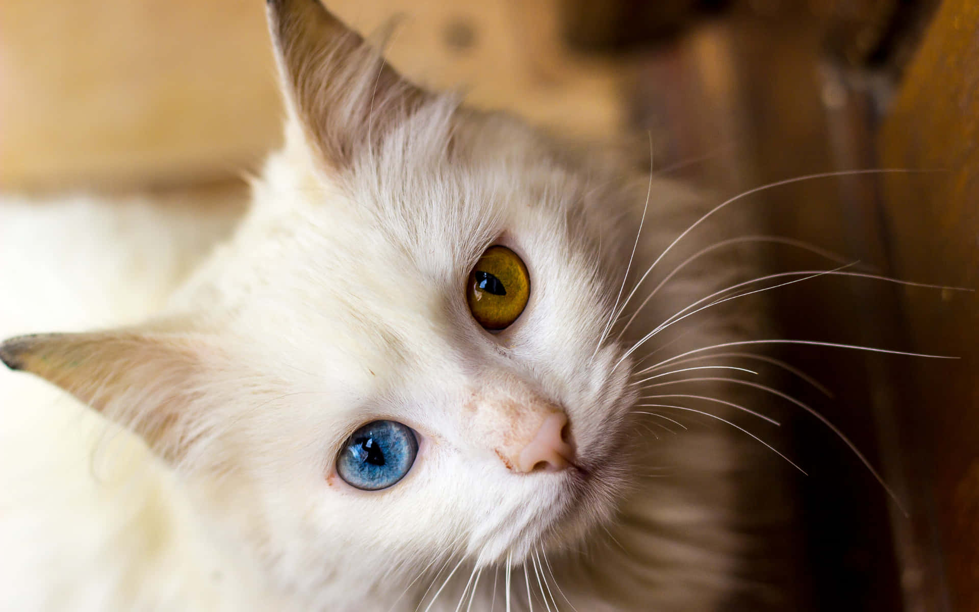 Blue & Brown Cat Eyes White Persian Cat 壁紙 — 一隻白貓的特寫，有一隻藍色和一隻金色的眼睛，向上凝視，毛髮柔軟，鬍鬚纖細。