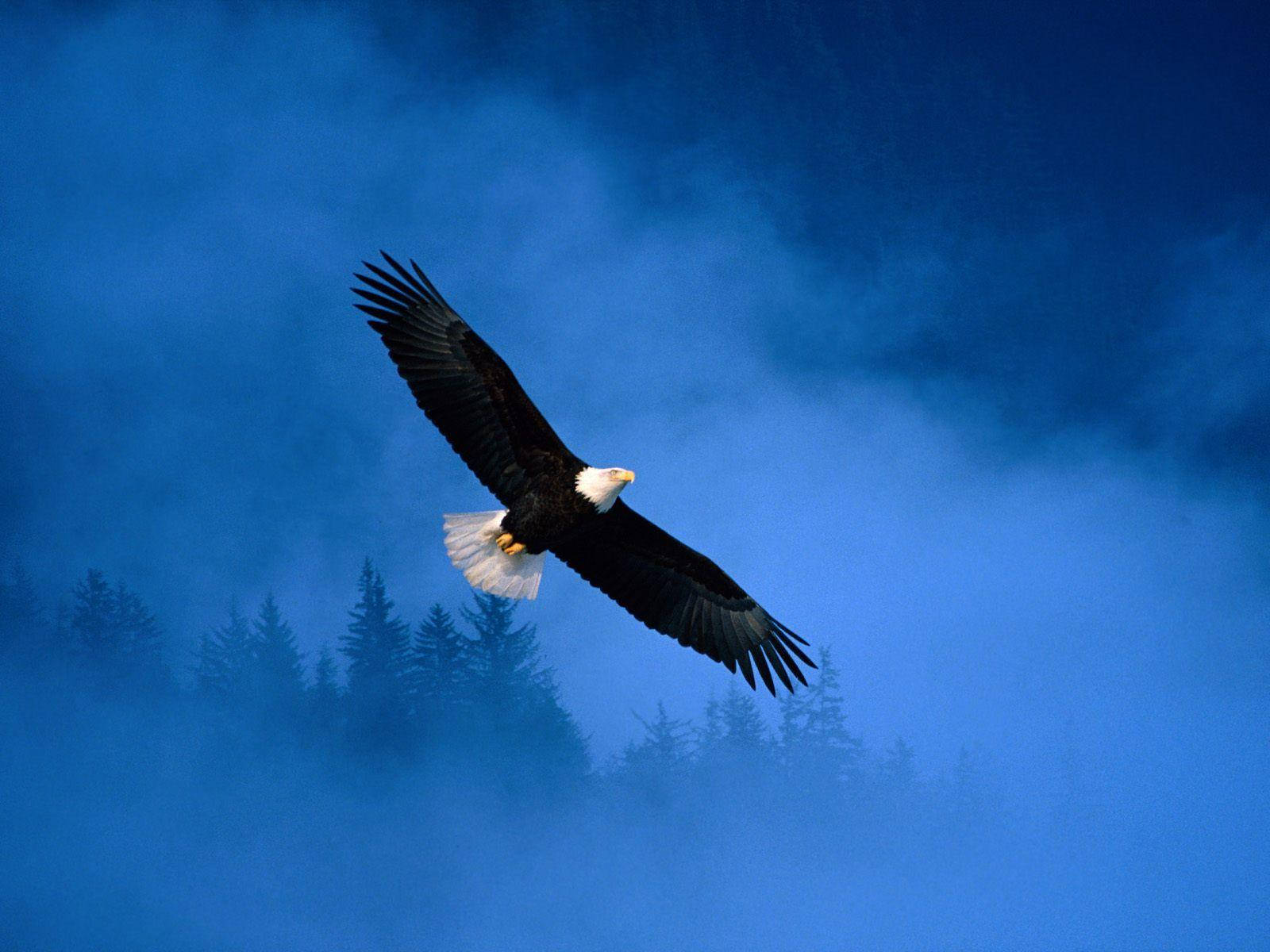 Eagle 桌布 壁紙 — 一隻白頭鷹展翅翱翔，在深藍色霧氣瀰漫的天空下，飛越森林的輪廓。