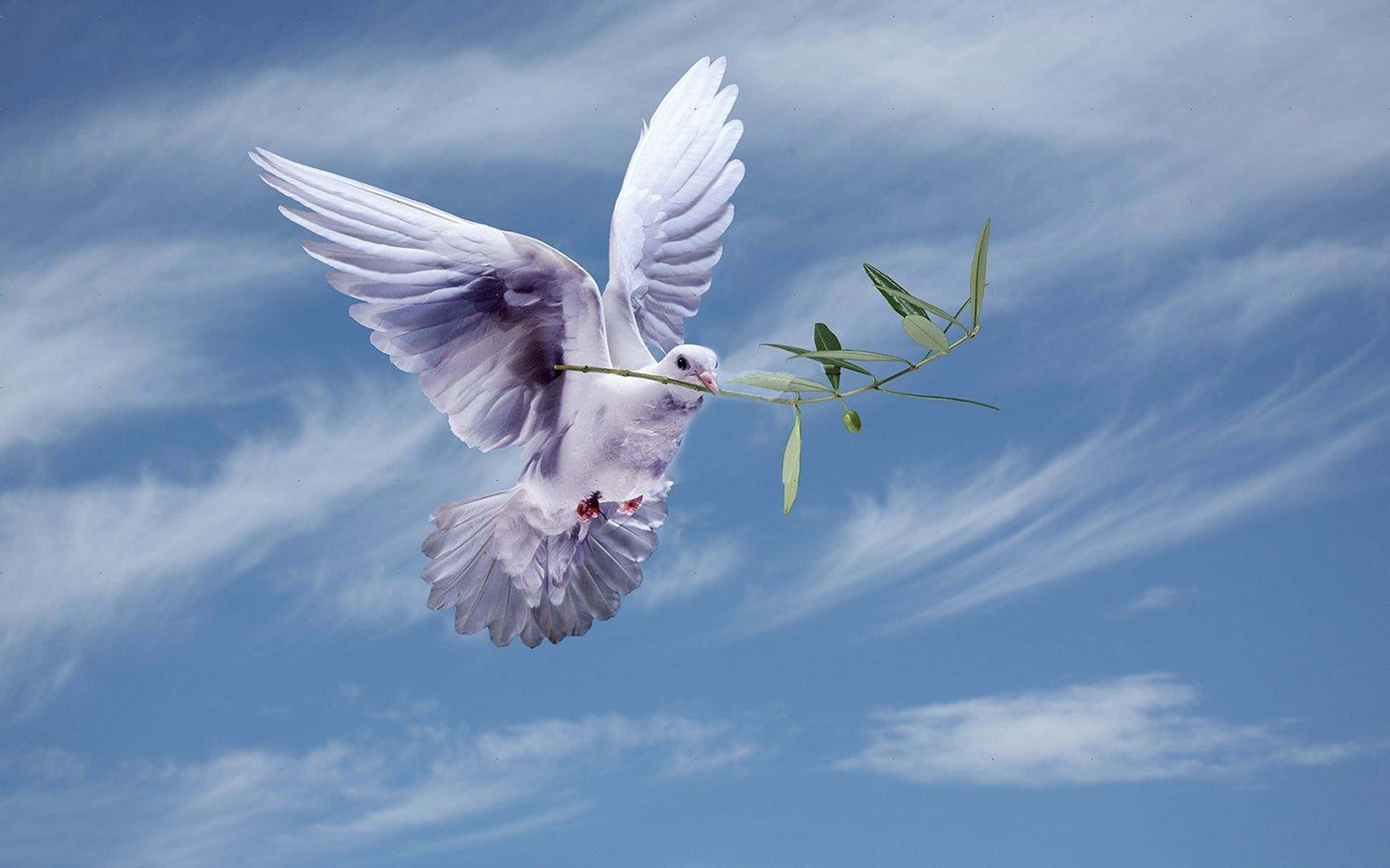 Dove 桌布 壁紙 — 一隻白鴿喙叼橄欖枝，在藍天白雲中翱翔。