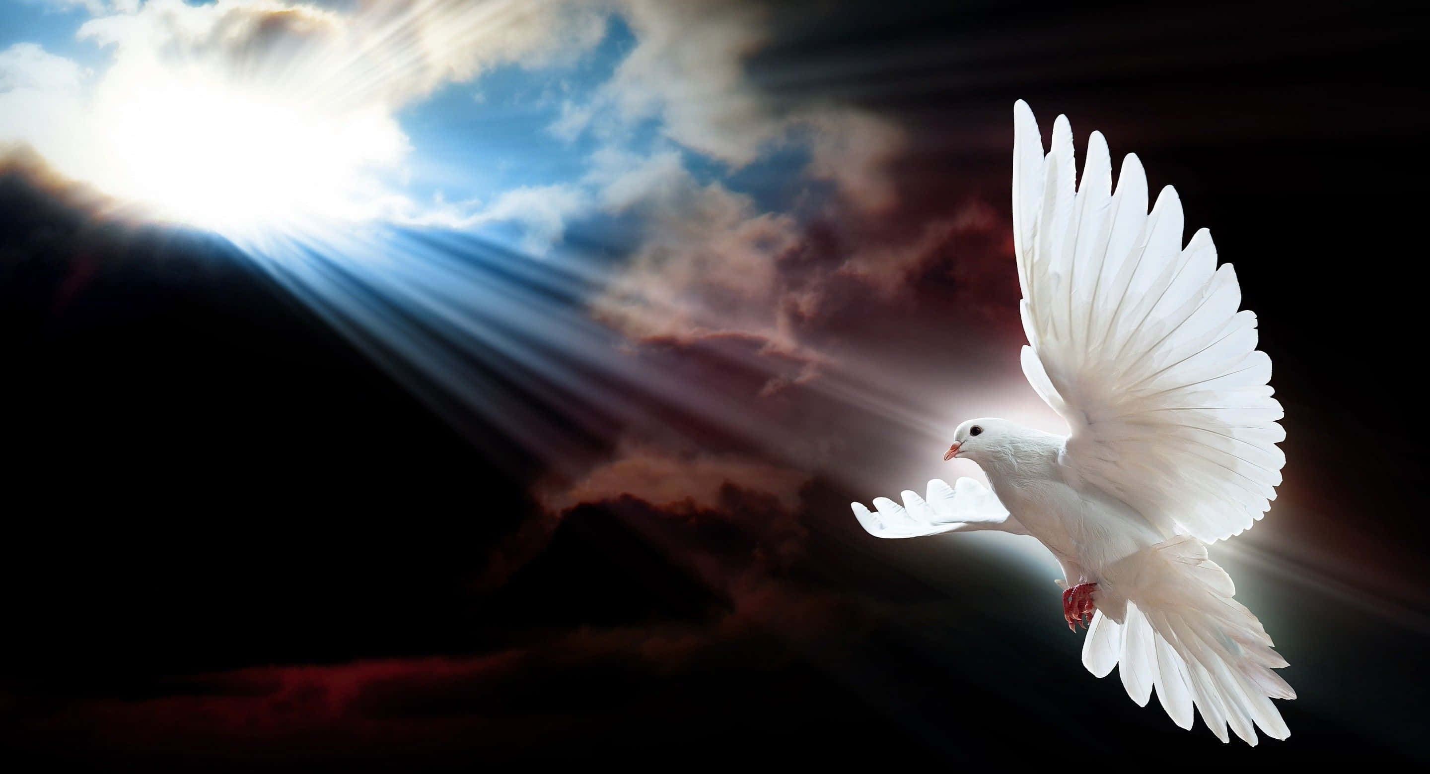 Dove 桌布 壁紙 — 一隻白鴿在戲劇性的雲層中翱翔，燦爛的陽光穿透其後方的黑暗天空。
