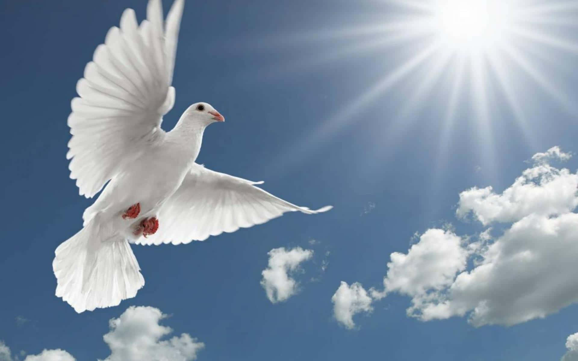 spirit 桌布 壁紙 — 一隻白鴿在陽光明媚、雲朵蓬鬆的明亮藍天中優雅地翱翔。