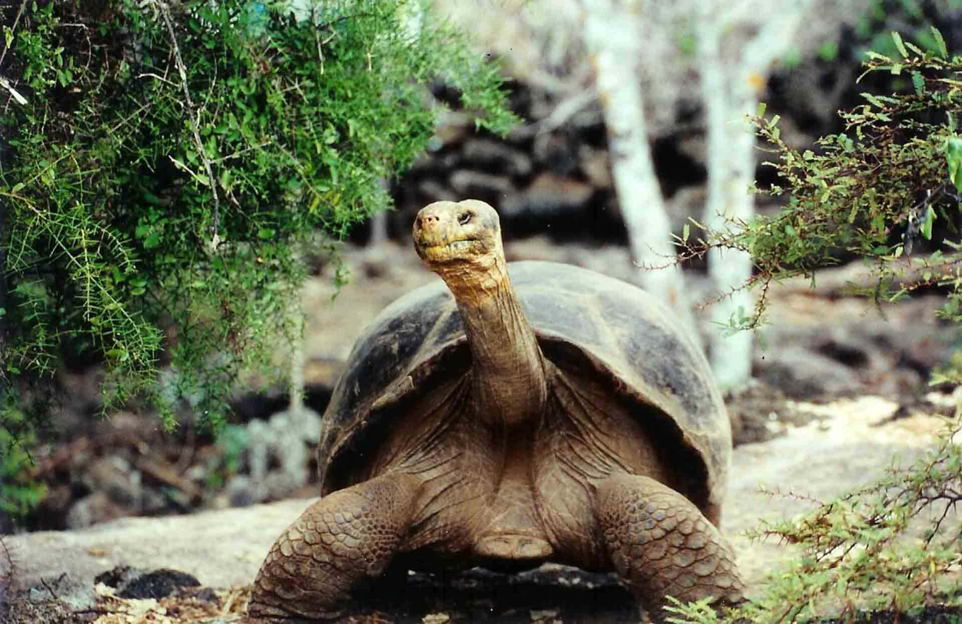 tortoise 桌布 壁紙 — 一隻皮膚皺褶、龜殼風化的巨型陸龜，在茂密的綠色灌木和岩石地形中警覺地站立。