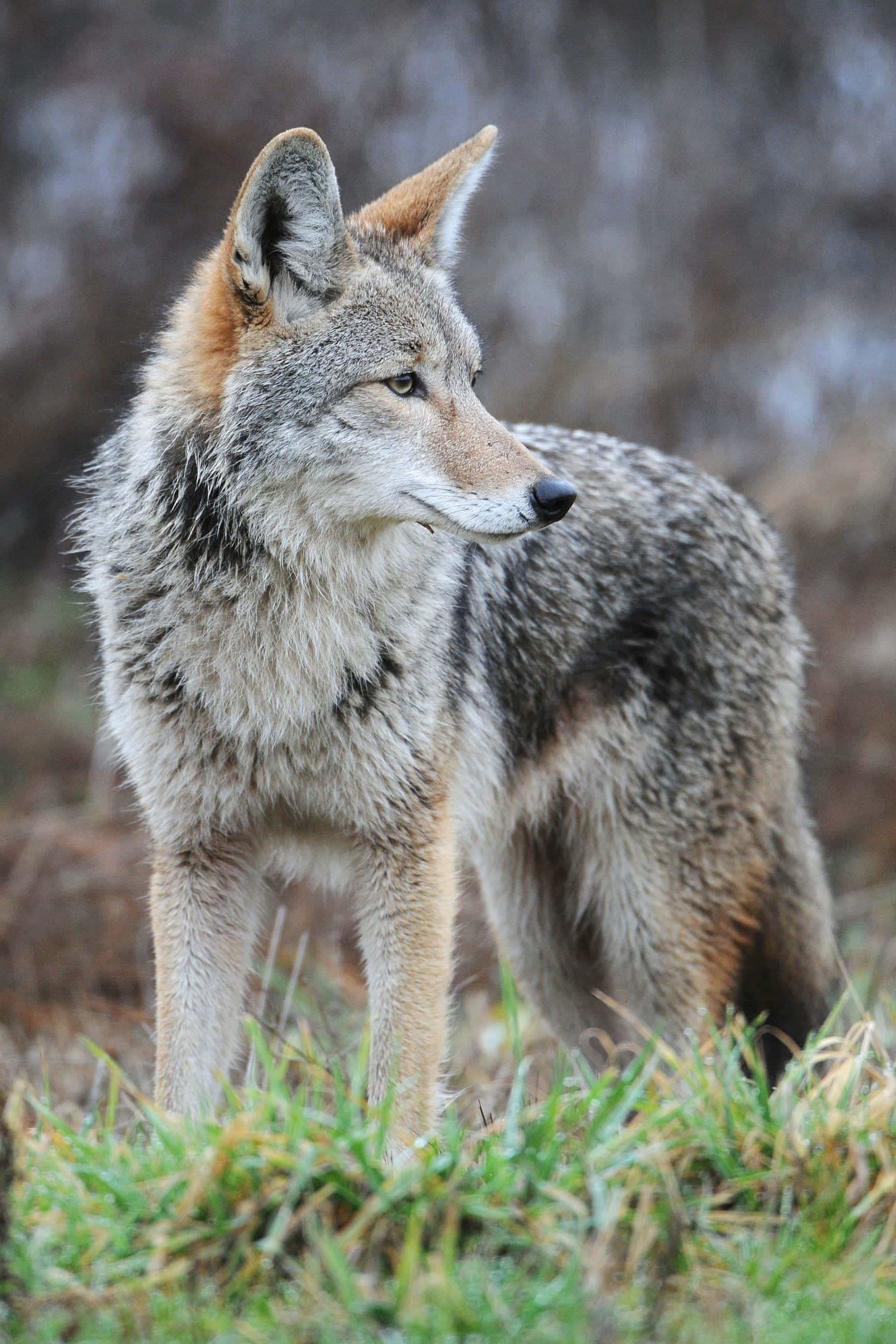 Coyote 桌布 壁紙 — 一隻目光銳利的郊狼在草地地形上警覺地站著，背景是模糊的森林。