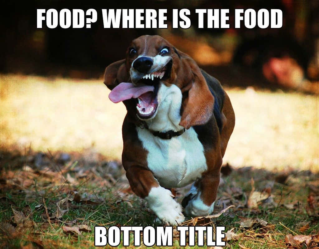 Cute Animal Memes 桌布 壁紙 — 一隻眼睛睜大、舌頭伸出的巴吉度獵犬興奮地跑過草地上的落葉。