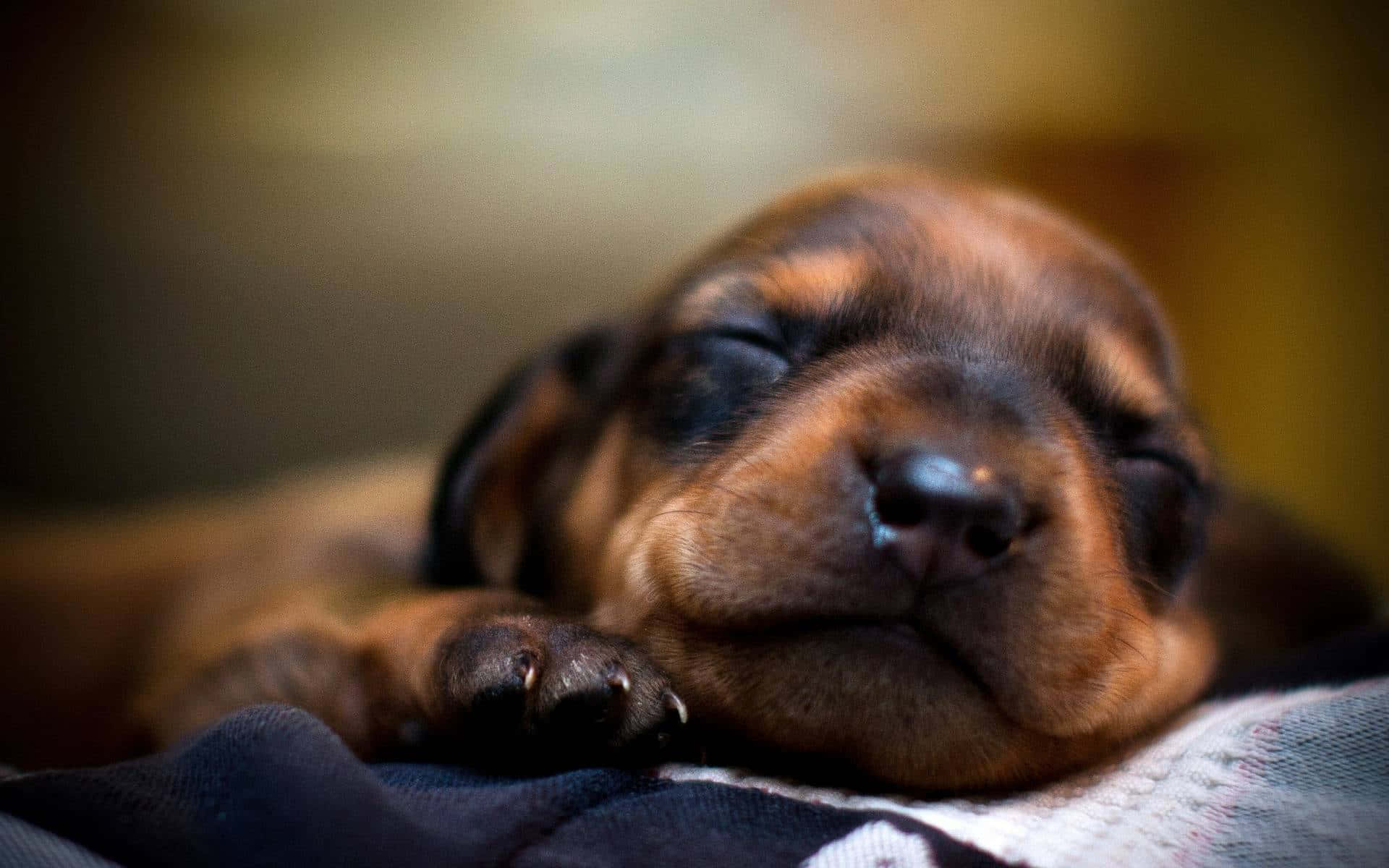 dachshund 桌布 壁紙 — 一隻睏倦的棕色小狗閉著眼睛，在柔軟的毯子上，於溫暖燈光的舒適環境中平靜地休息。