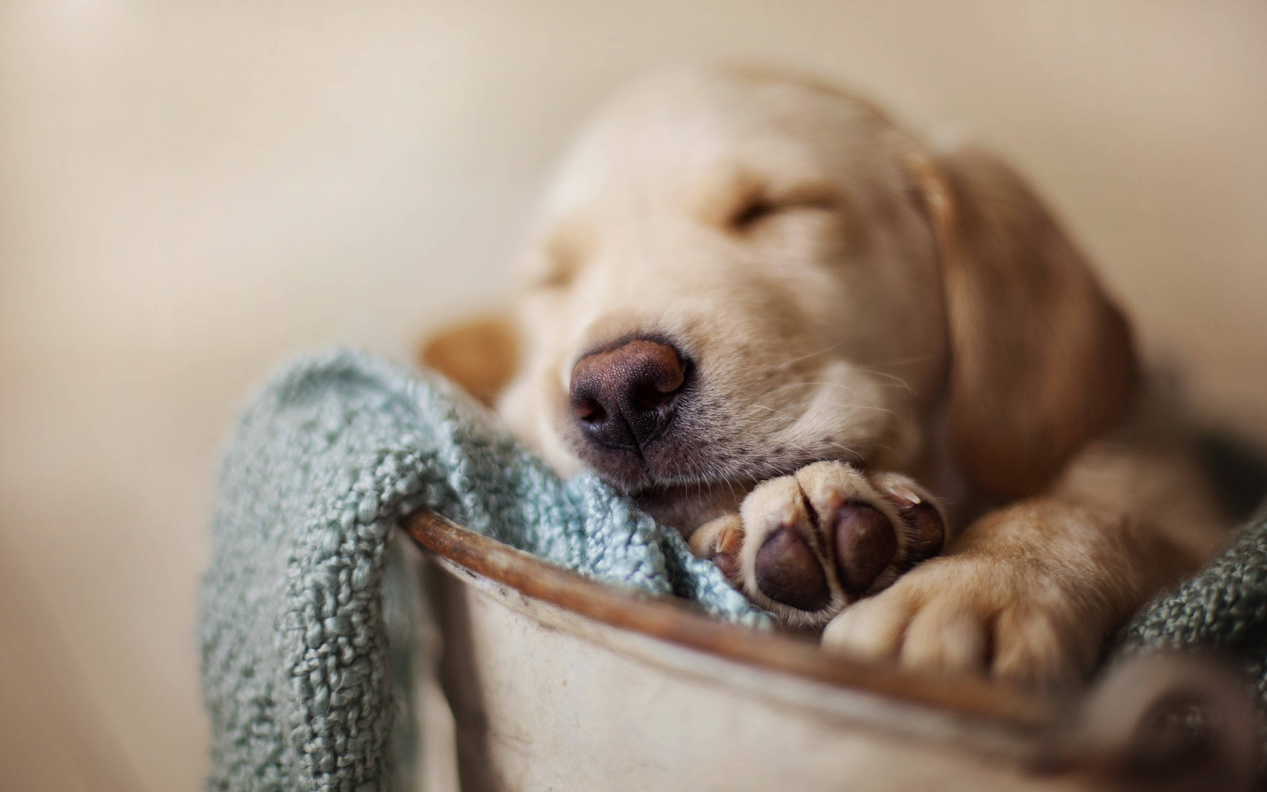 Golden Retriever 桌布 壁紙 — 一隻睏倦的金毛尋回犬幼犬將頭靠在一個鄉村風格金屬桶內的青綠色毯子上。