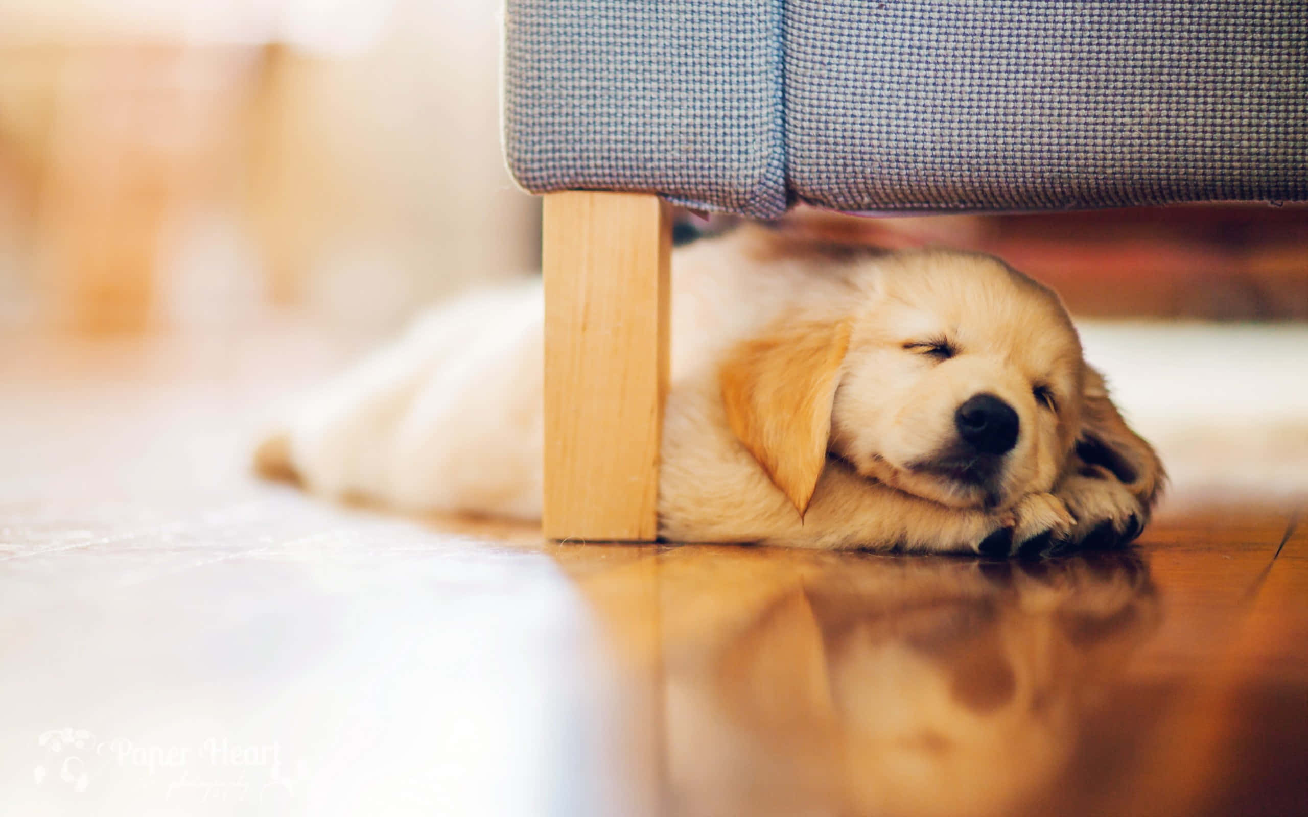 cute dogs 桌布 壁紙 — 一隻睏倦的金毛尋回犬幼犬蜷縮在拋光木地板上嘅灰色軟墊椅子下面，安詳咁瞓覺。