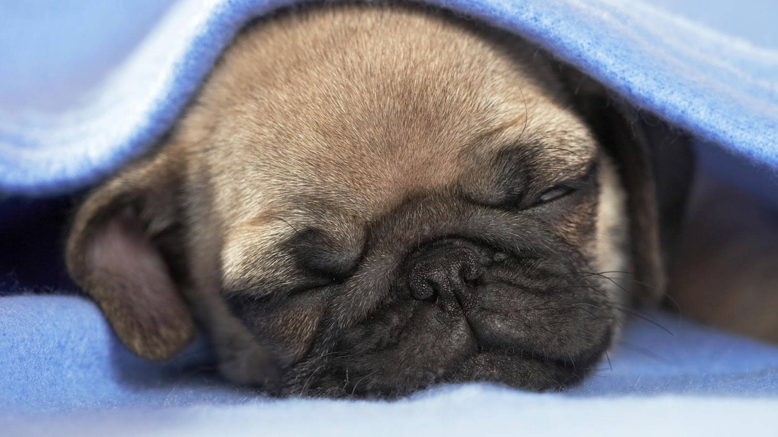 Pug 桌布 壁紙 — 一隻睡眼惺忪嘅八哥犬BB合埋眼，喺柔軟嘅藍色毛氈下安靜咁休息。