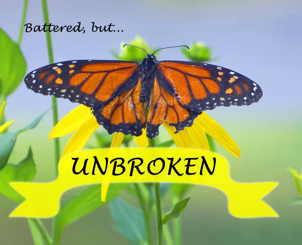 一朵黃花上的帝王蝶，帶有「UNBROKEN」橫幅。 — 唯美蝴蝶動圖 壁紙