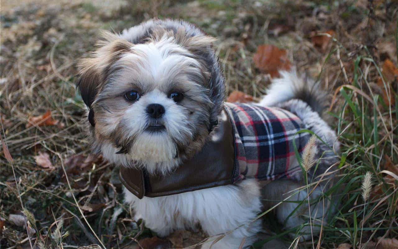 一隻穿格紋外套的小狗 壁紙 — 一隻毛茸茸的西施犬穿著格紋外套，坐在草地上，周圍是秋天的落葉，眼神溫柔。