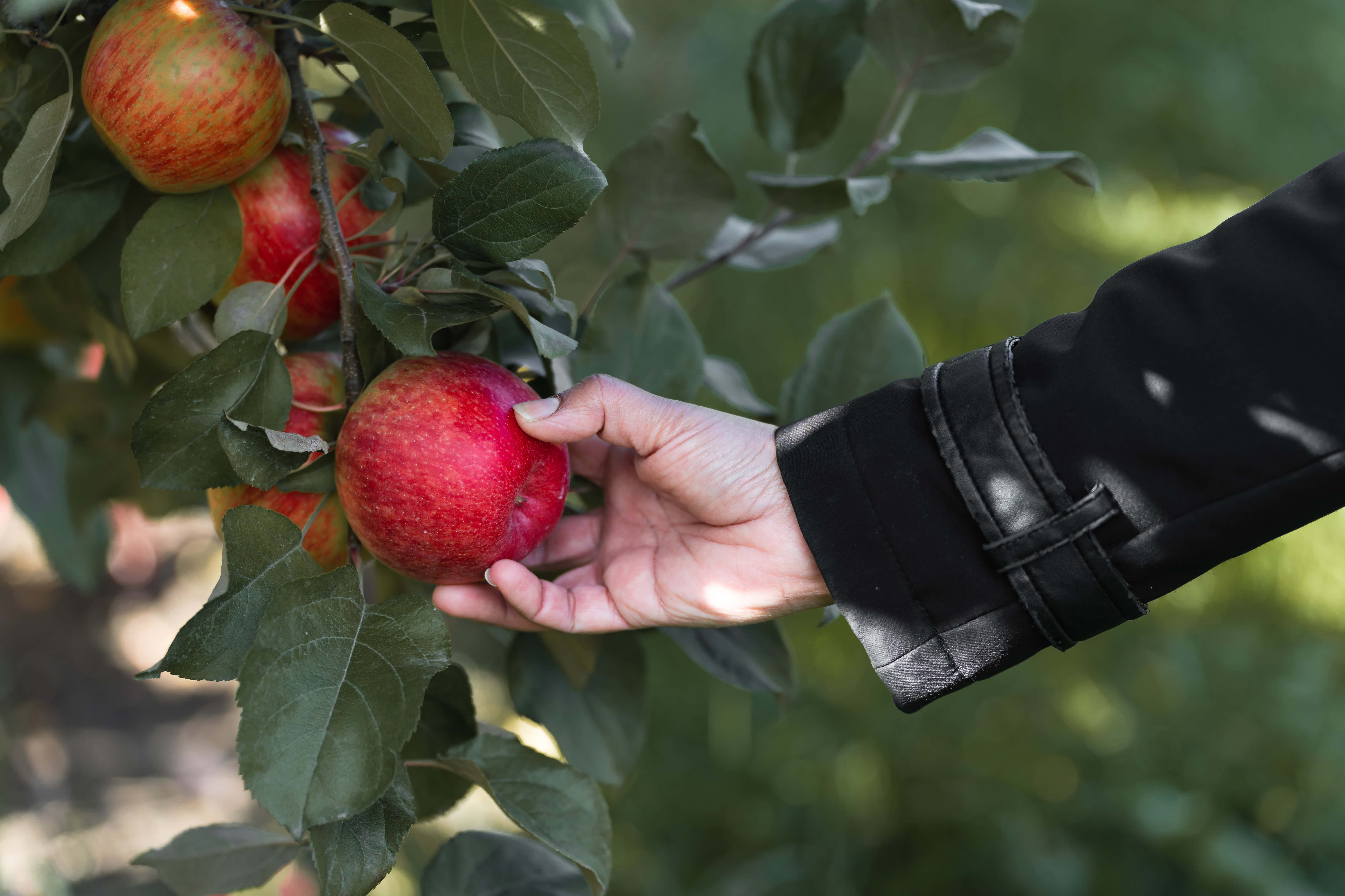 Apple Picking 桌布 壁紙 — 一隻穿著黑色袖子的手，輕輕地從沐浴在柔和陽光下的樹枝上摘下一顆成熟的紅蘋果。