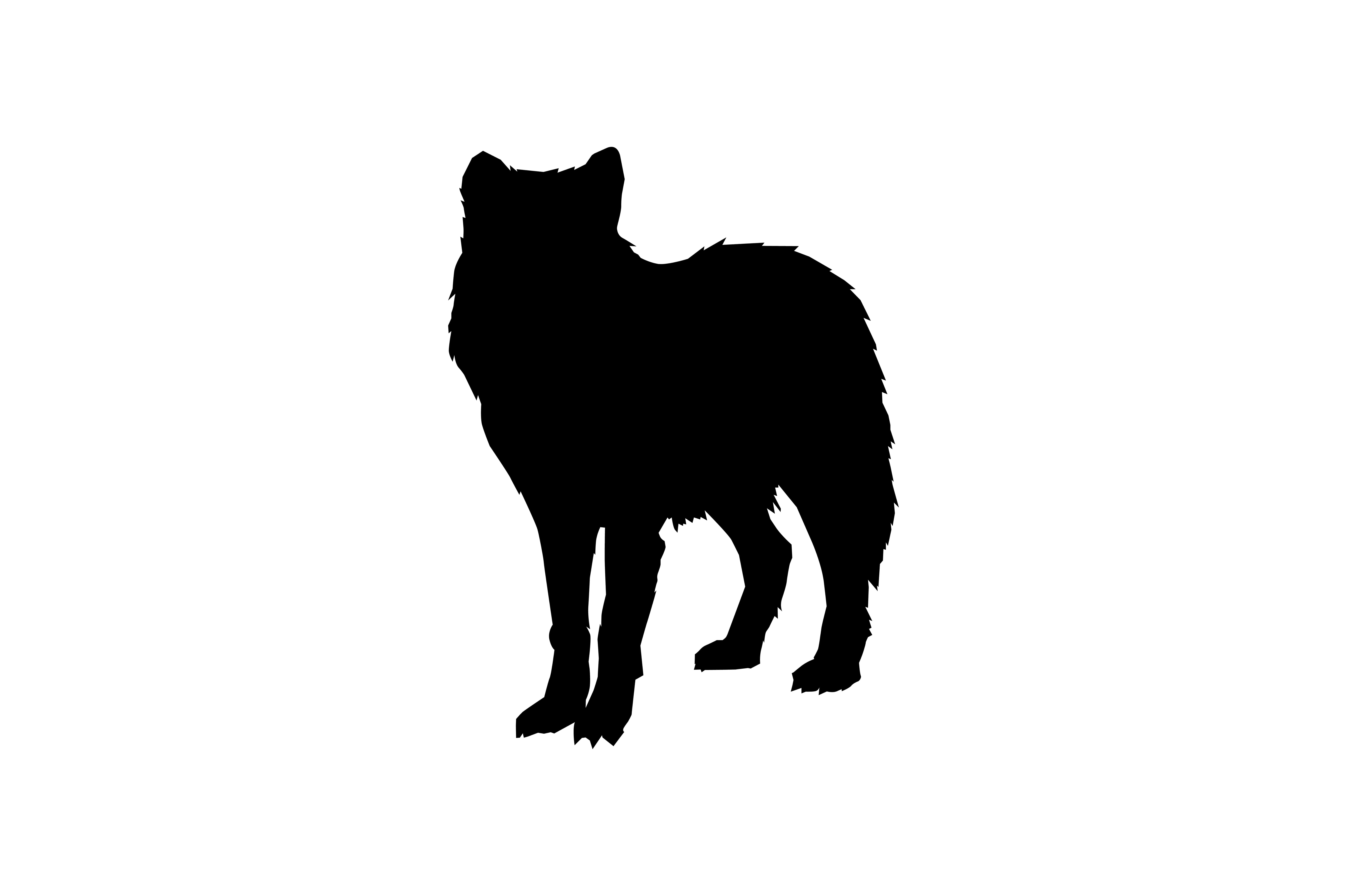 Wolf Silhouette 桌布 壁紙 — 一隻站立狼在純白背景上的大膽黑色剪影。