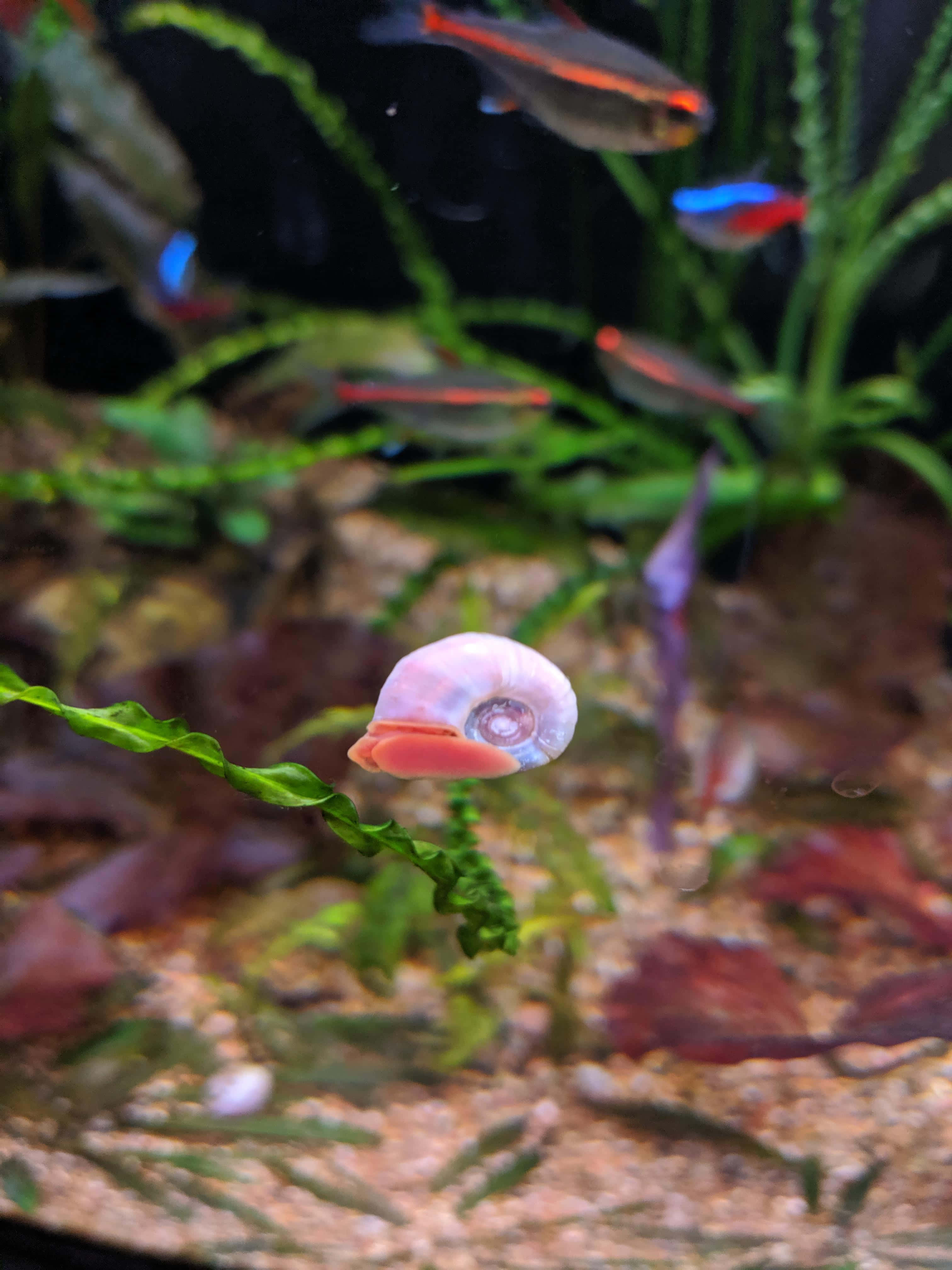 Pink Snail 桌布 壁紙 — 一隻粉紅和白色的蝸牛緊貼在綠色水生植物上，色彩繽紛的霓虹燈魚在茂盛水族箱的背景中游動。