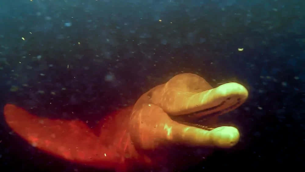 粉紅河豚頭部在黑暗水中發光，伴有浮游粒子。 — 邁阿密海豚 GIF 壁紙