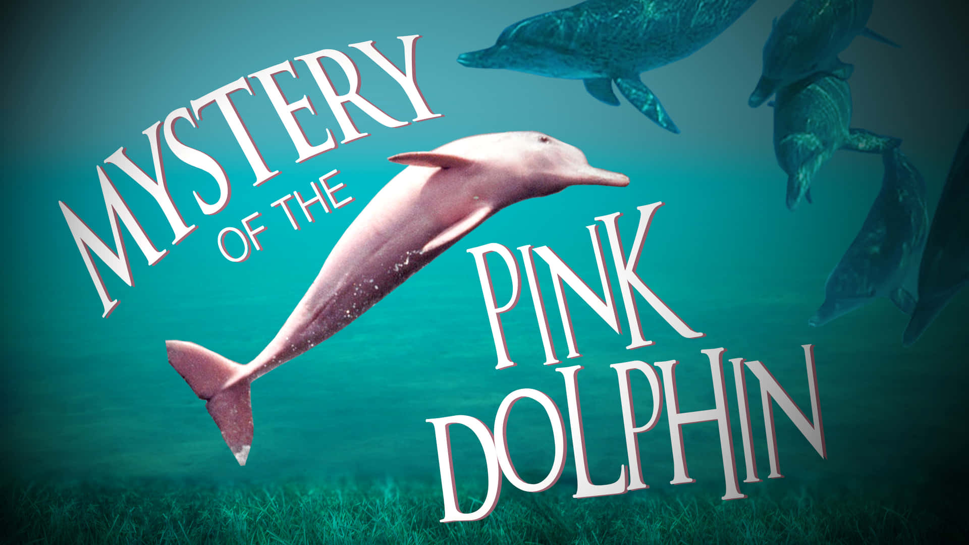粉紅色海豚在藍綠色水中跳躍，有深色海豚和文字 mystery of the pink dolphin。 — 邁阿密海豚 GIF 壁紙