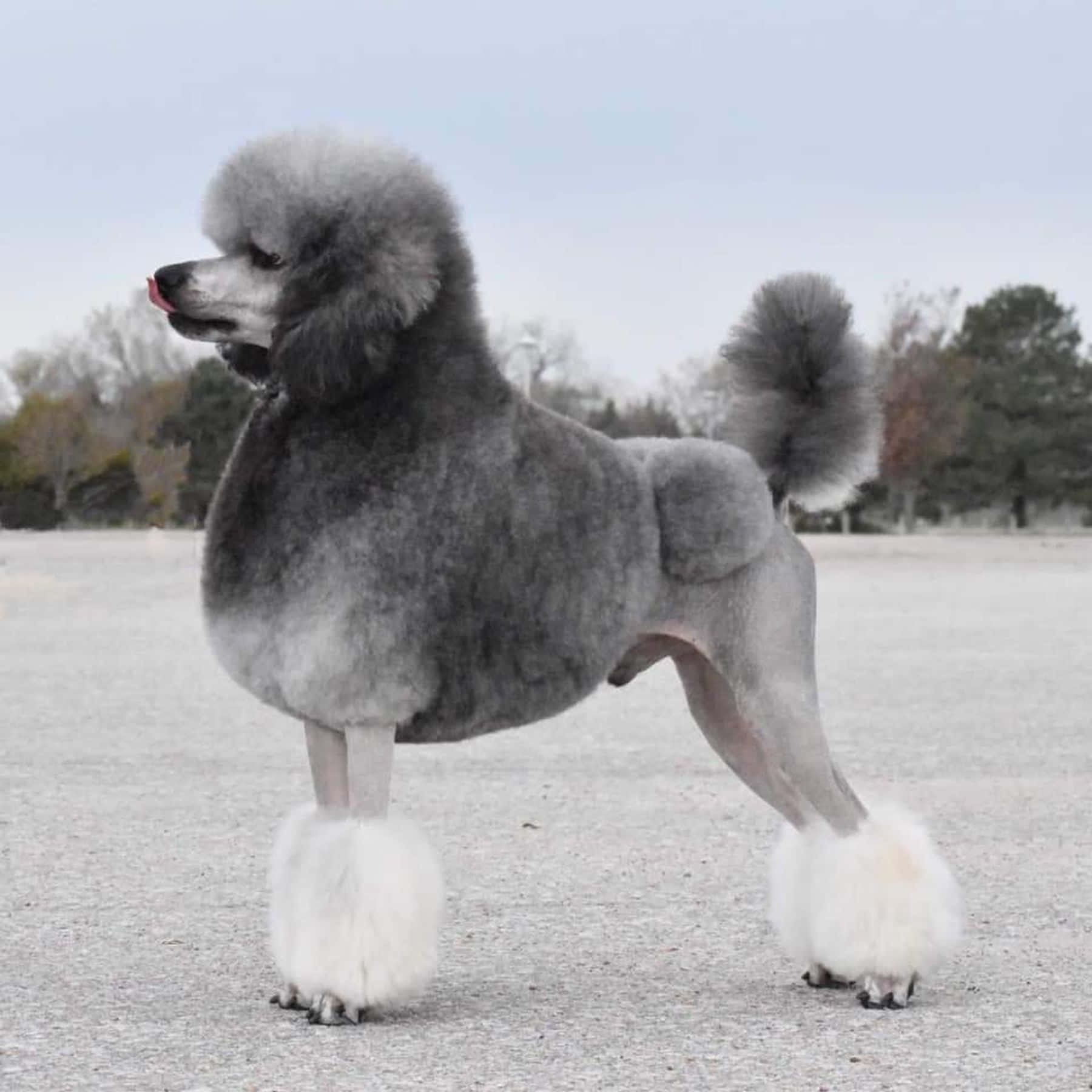 Poodle 桌布 壁紙 — 一隻精心梳理的灰色貴賓犬站在碎石路上，擁有蓬鬆的白色腳墊和絨球尾巴，背景是柔和的冬日景色。