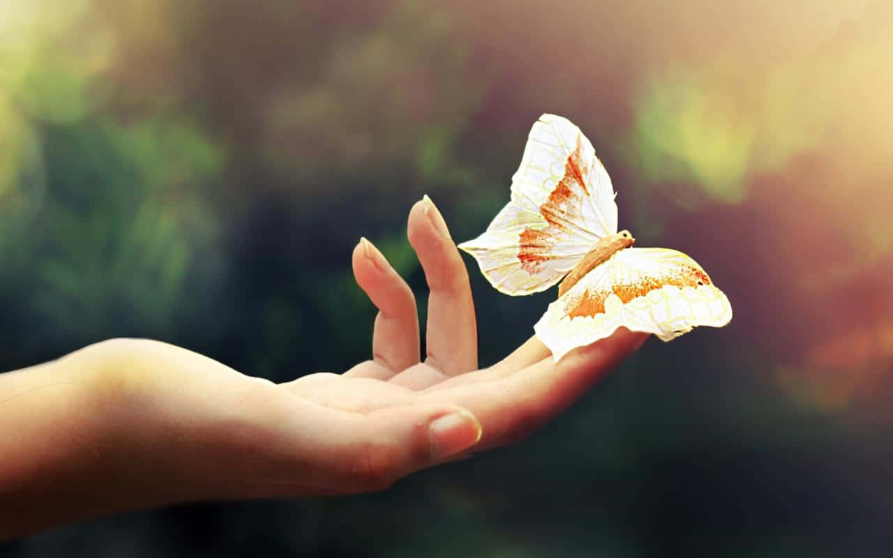 hands 桌布 壁紙 — 一隻精緻的白色和橙色蝴蝶輕輕地停在一隻伸出的手上，背景是柔和模糊的綠色。