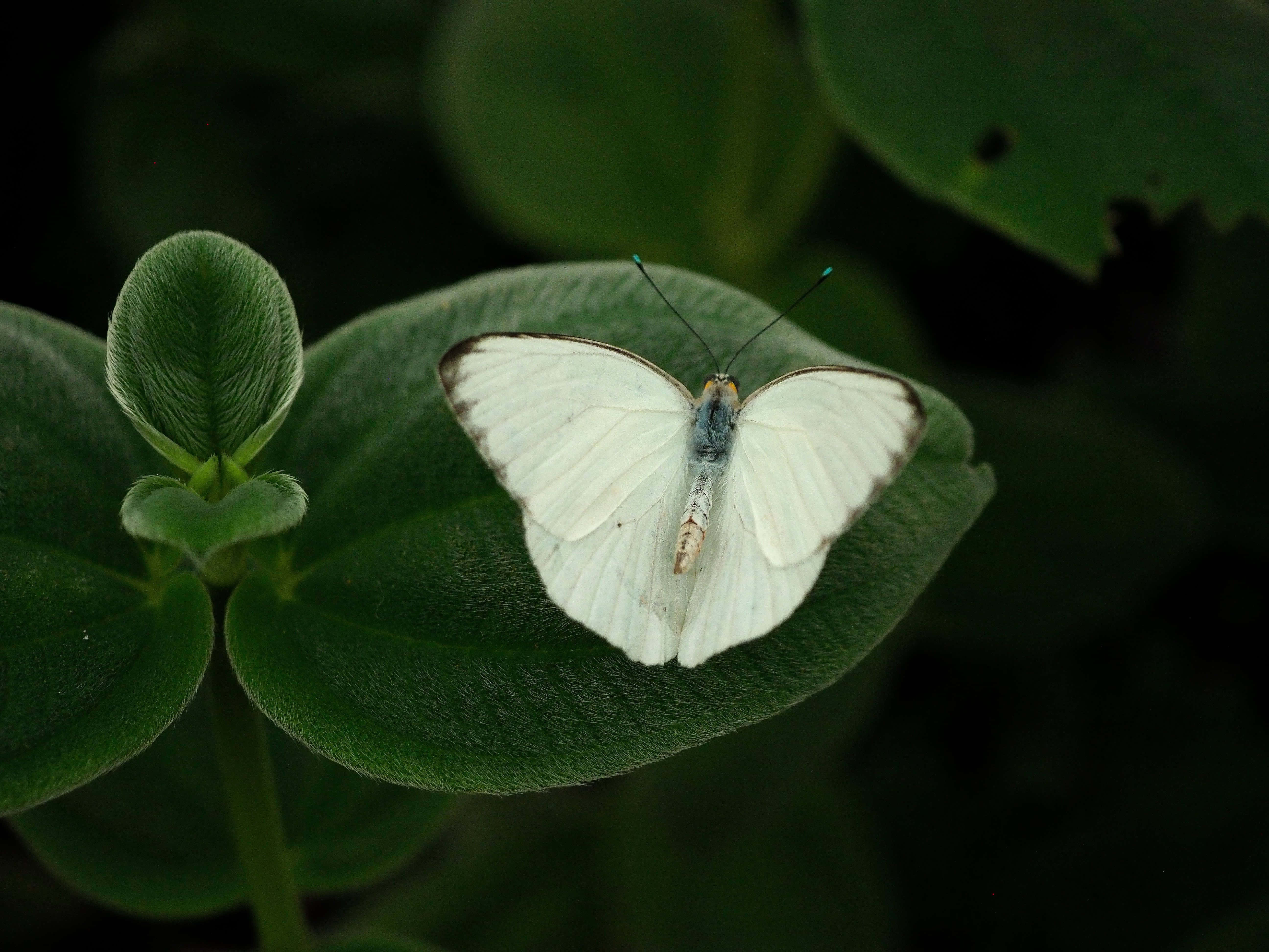 Butterfly Zoo 桌布 壁紙 — 一隻精緻的白色蝴蝶，帶有深色翅膀邊緣，在柔和模糊的樹葉背景下，安詳地棲息在一片鮮綠的葉子上。